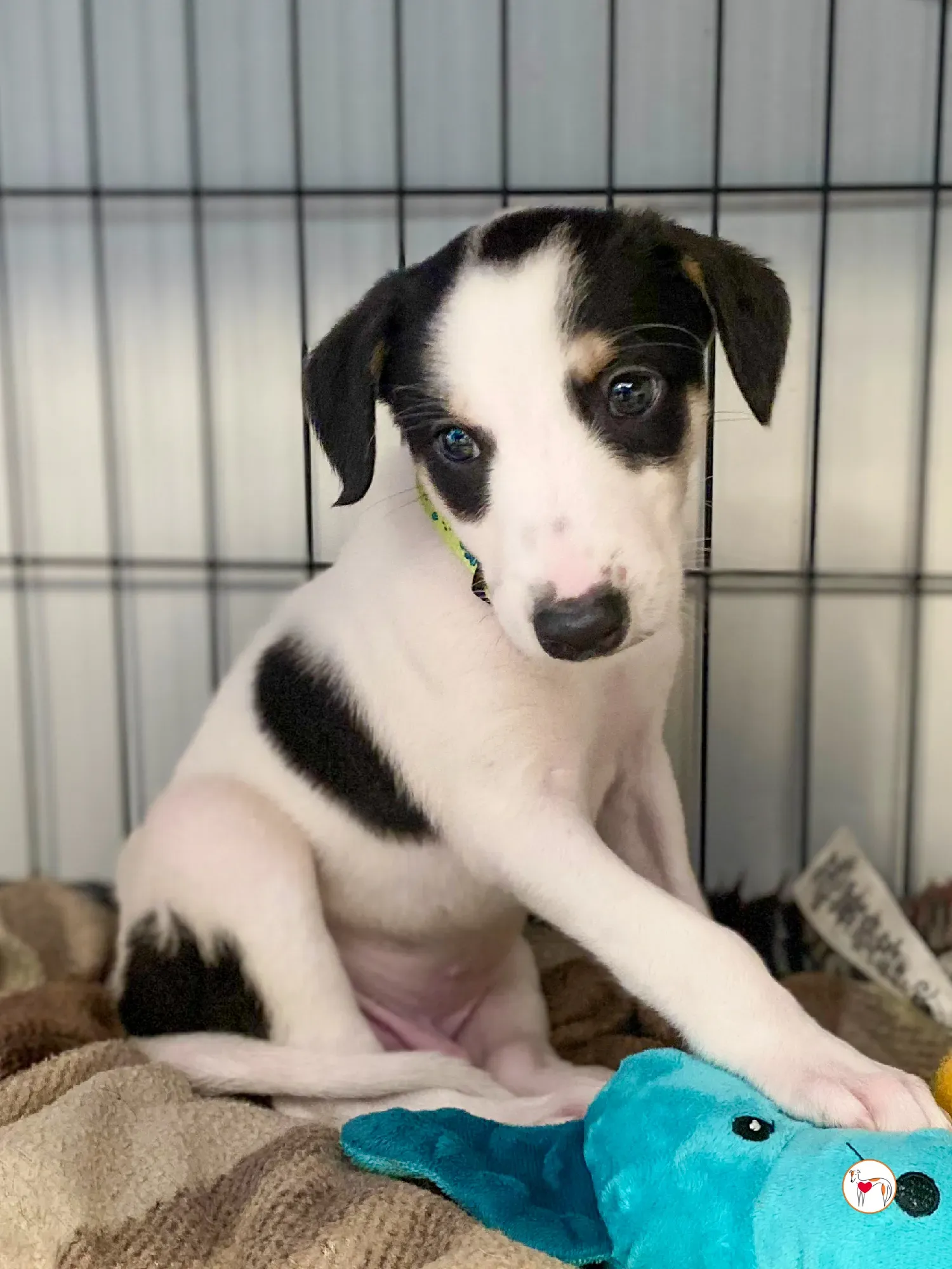 teddy grey cucciolo adozione 14