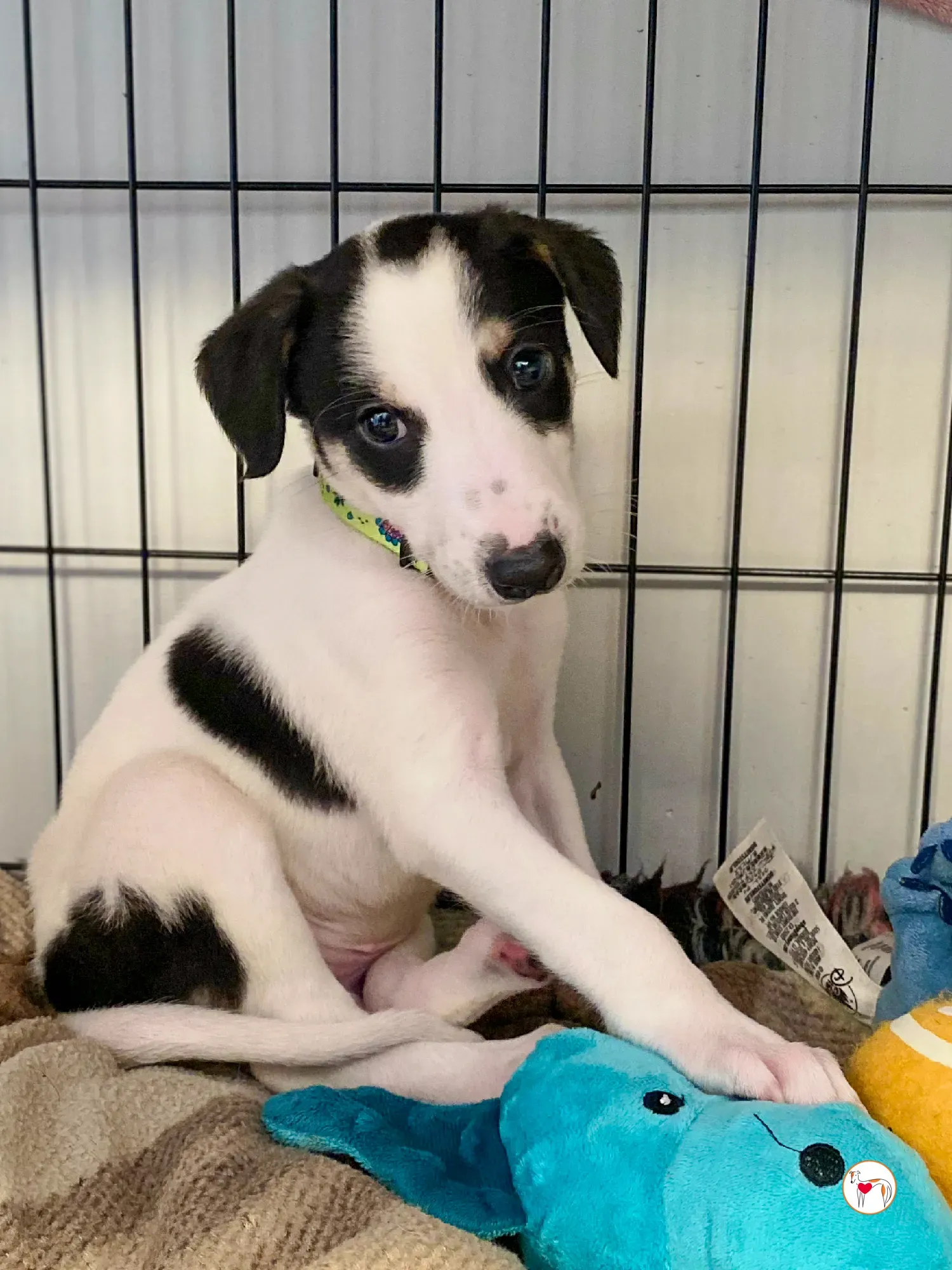 teddy grey cucciolo adozione 15