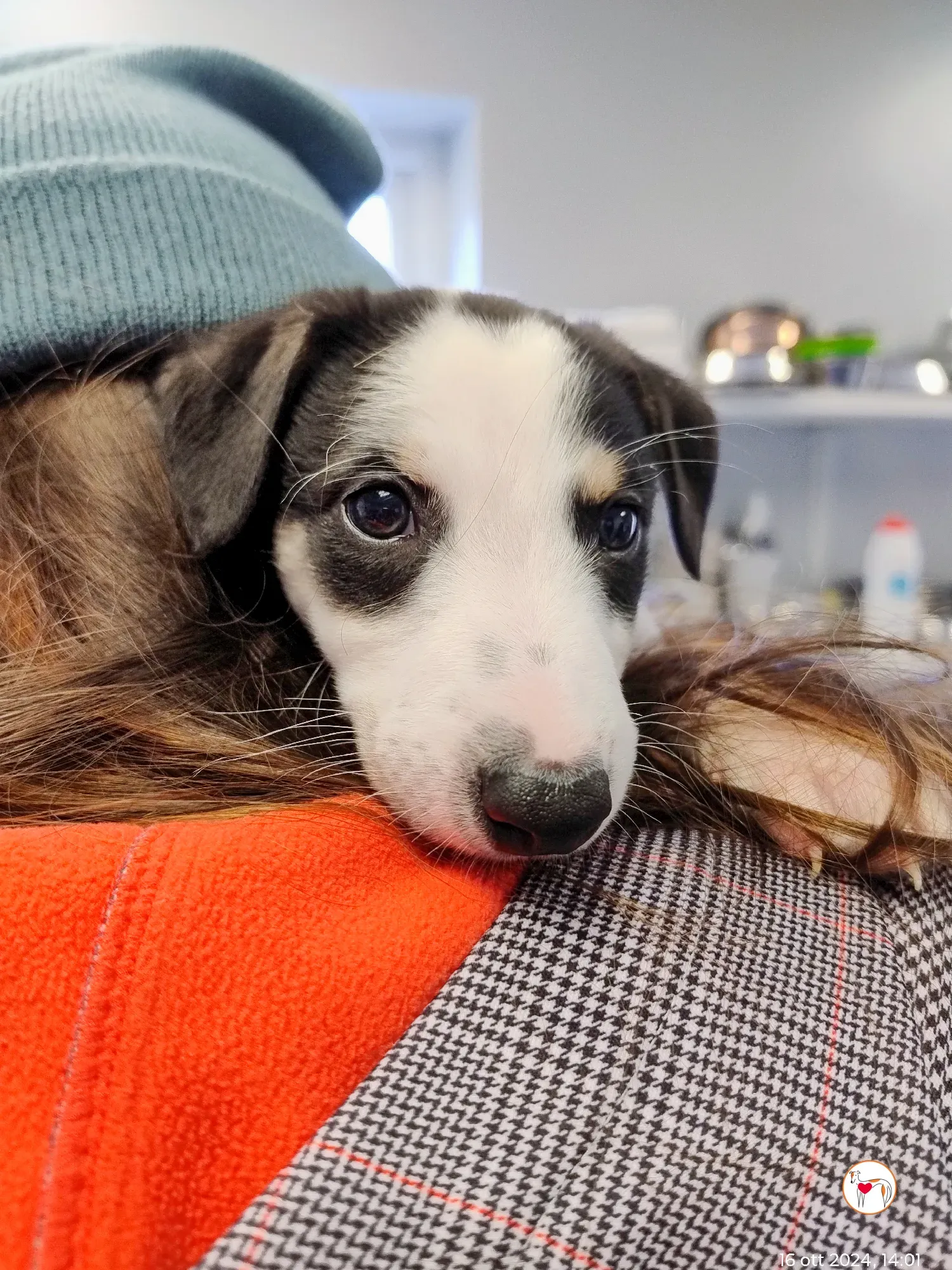 teddy grey cucciolo adozione 16