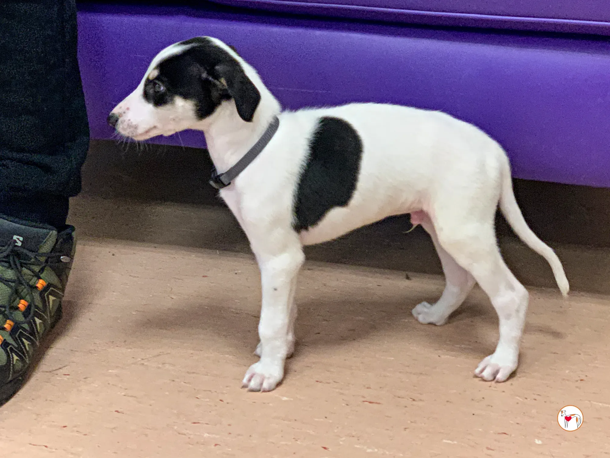 teddy grey cucciolo adozione 17