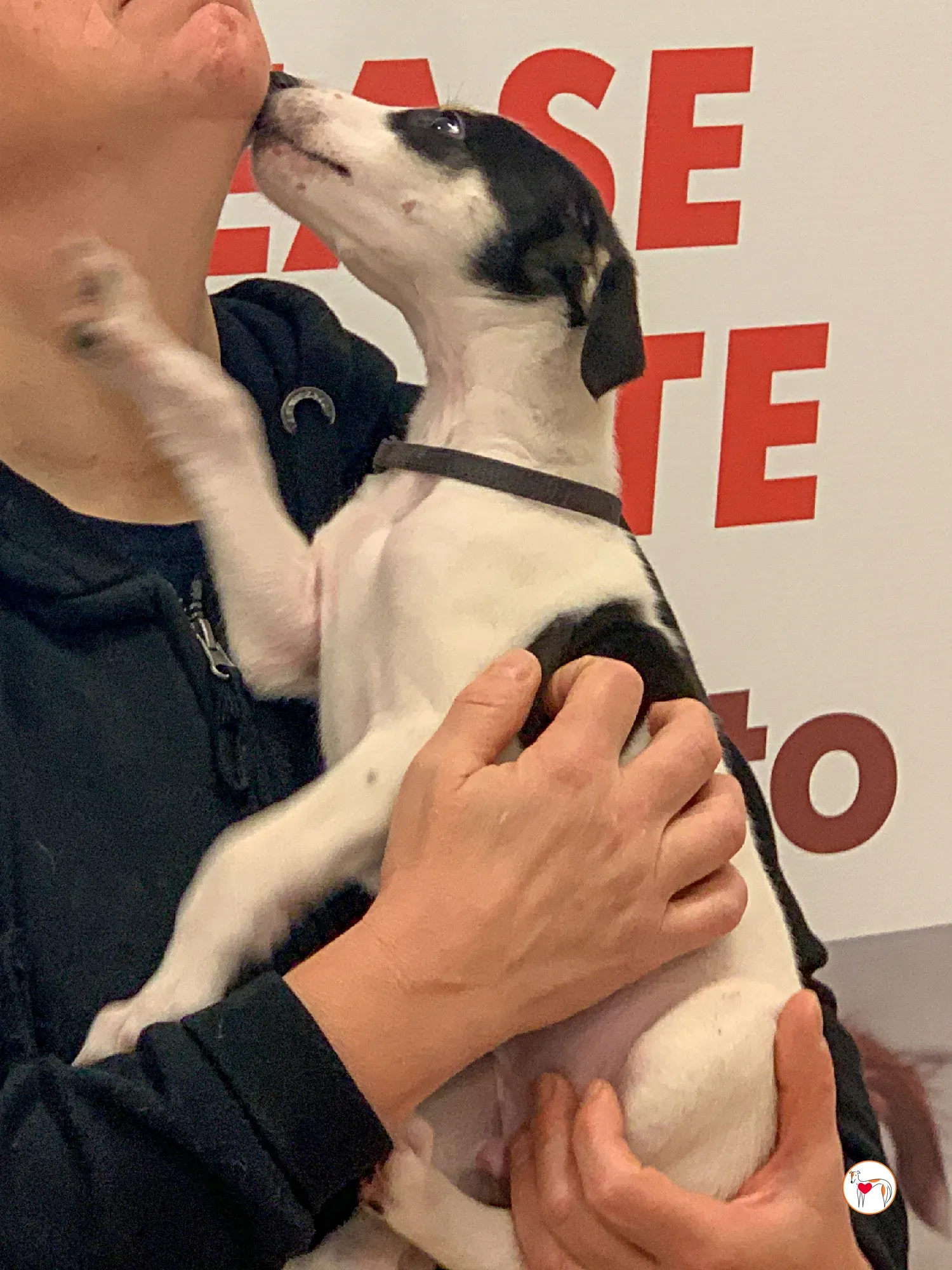 teddy grey cucciolo adozione 18