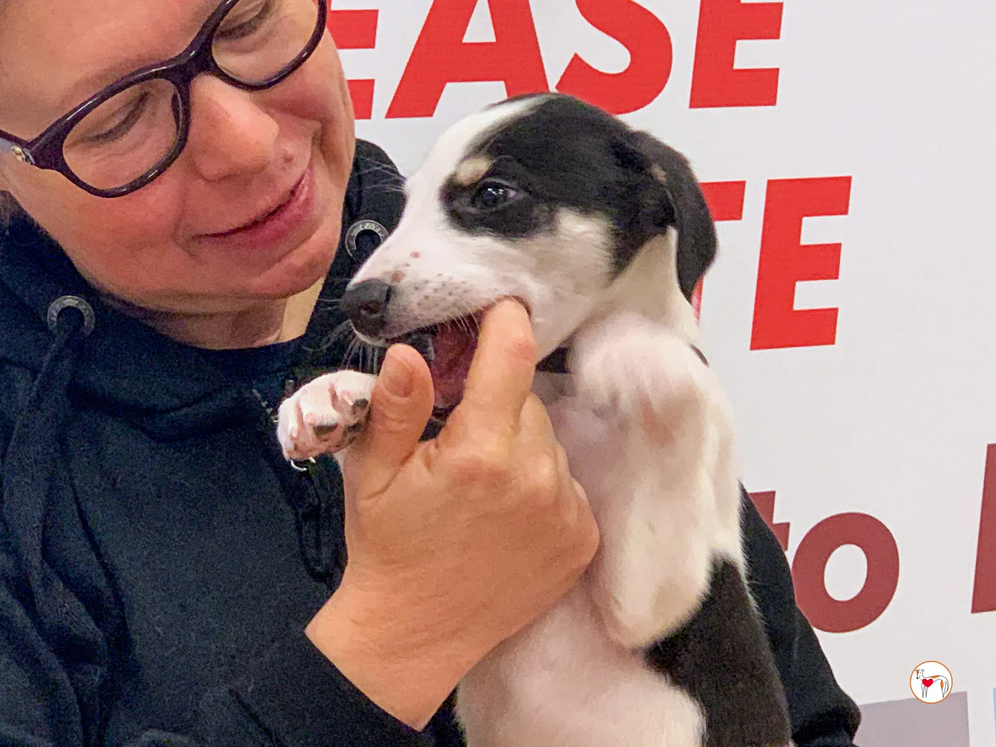 teddy grey cucciolo adozione 19