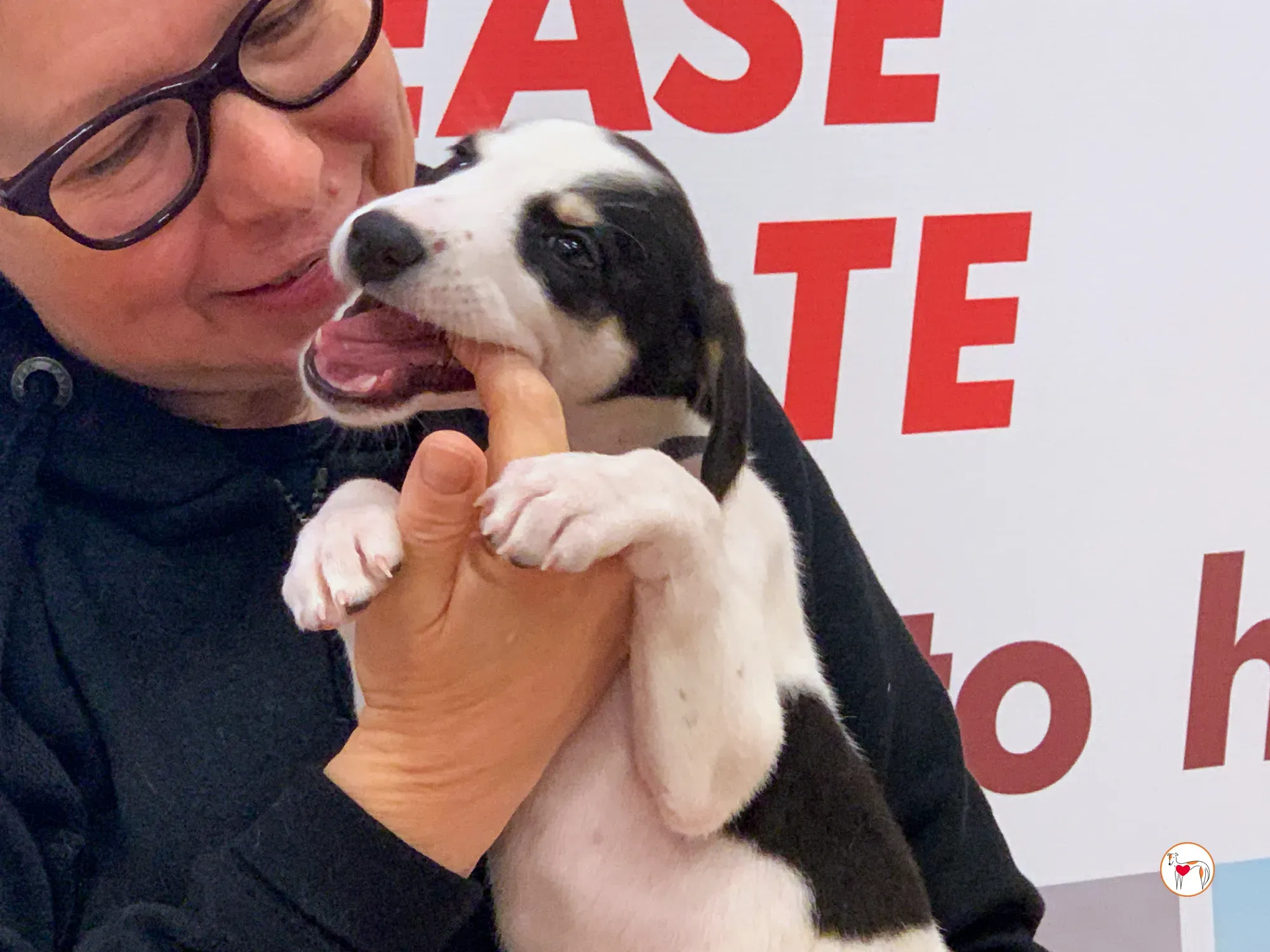 teddy grey cucciolo adozione 20