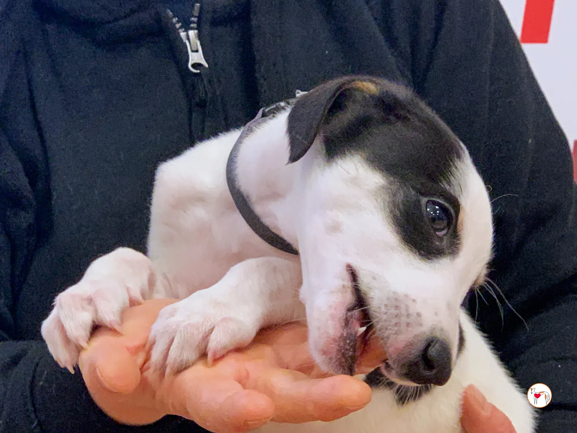 teddy grey cucciolo adozione 21