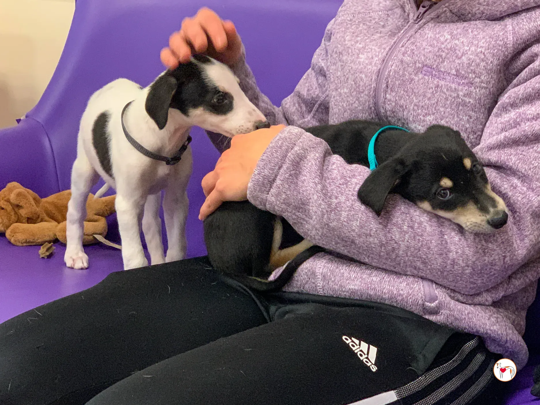 teddy grey cucciolo adozione 22