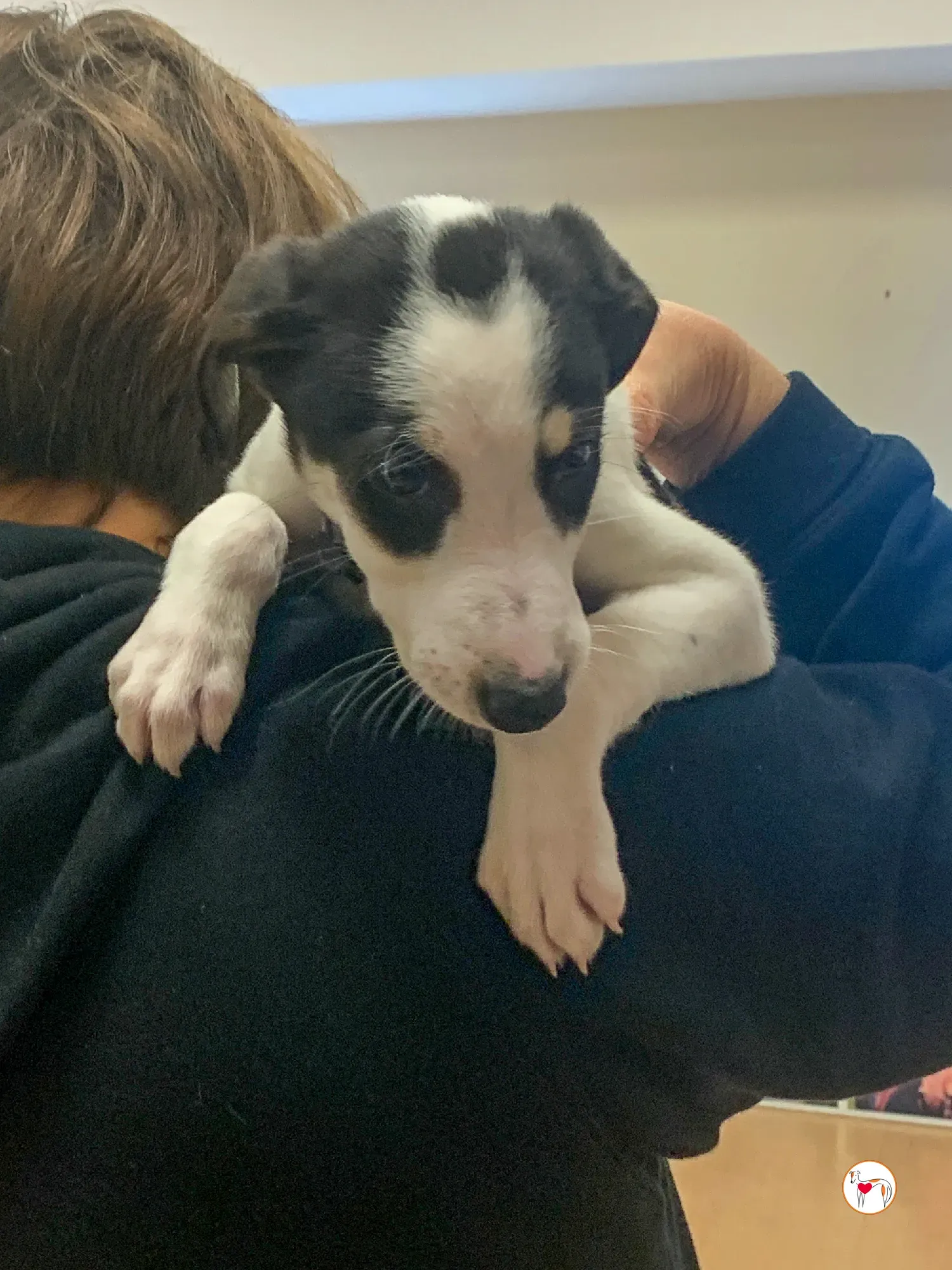 teddy grey cucciolo adozione 23