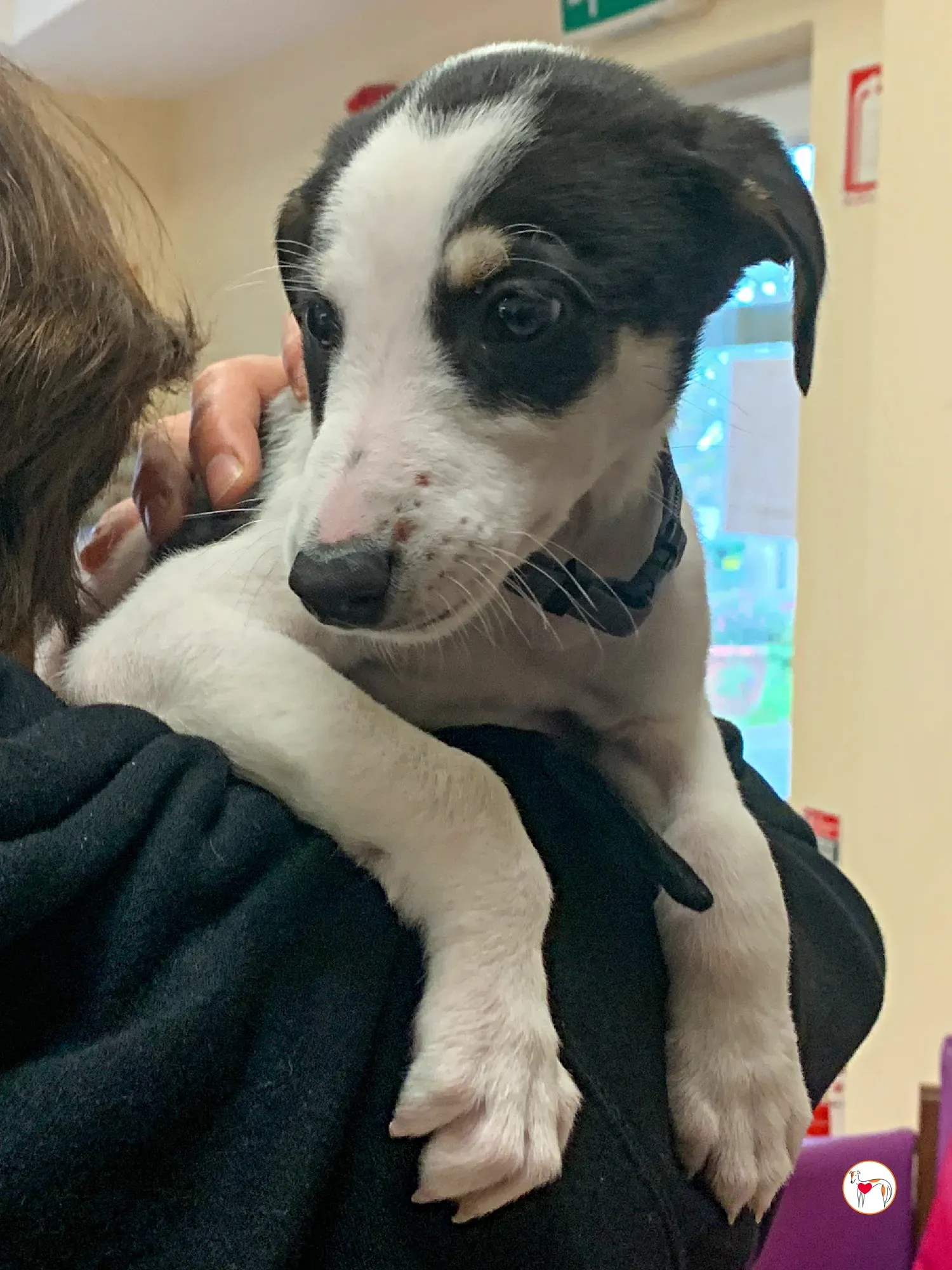 teddy grey cucciolo adozione 24