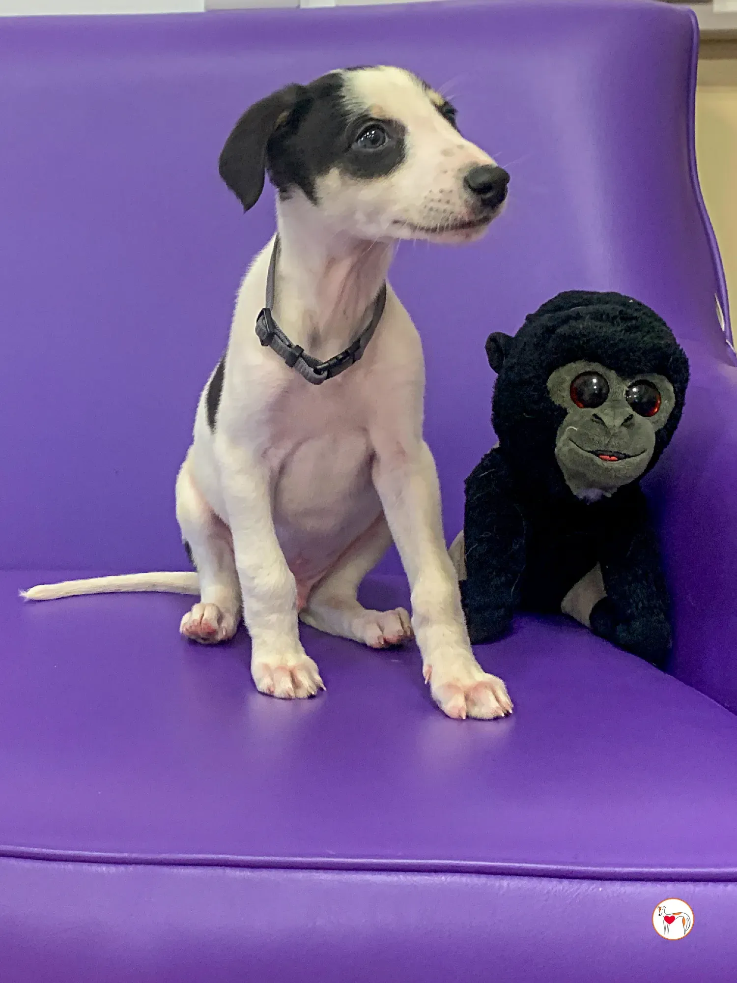 teddy grey cucciolo adozione 25