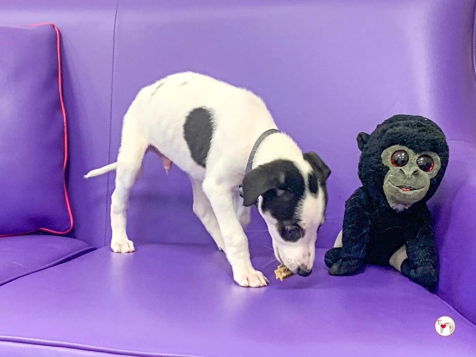 teddy grey cucciolo adozione 26