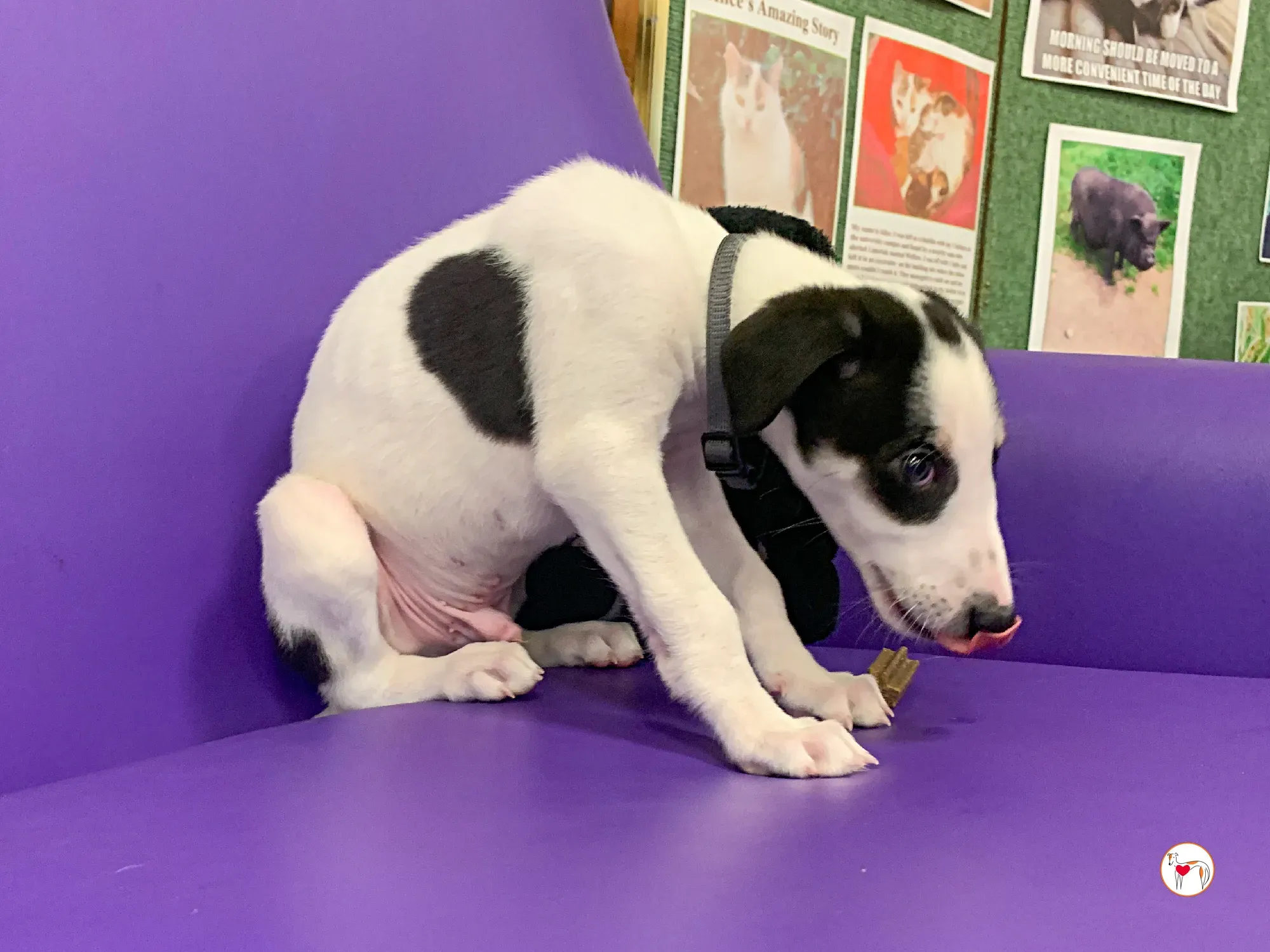 teddy grey cucciolo adozione 27