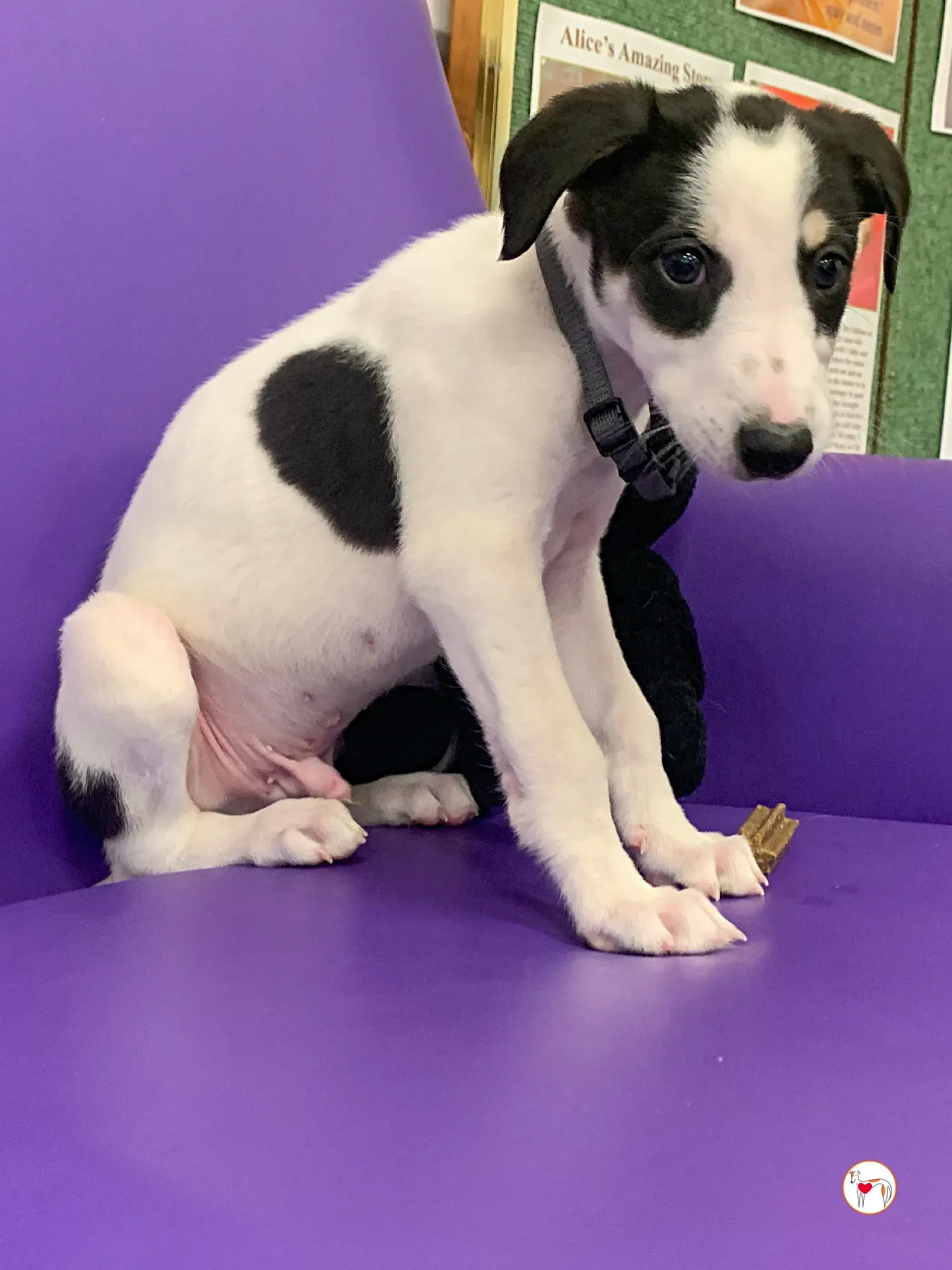 teddy grey cucciolo adozione 28