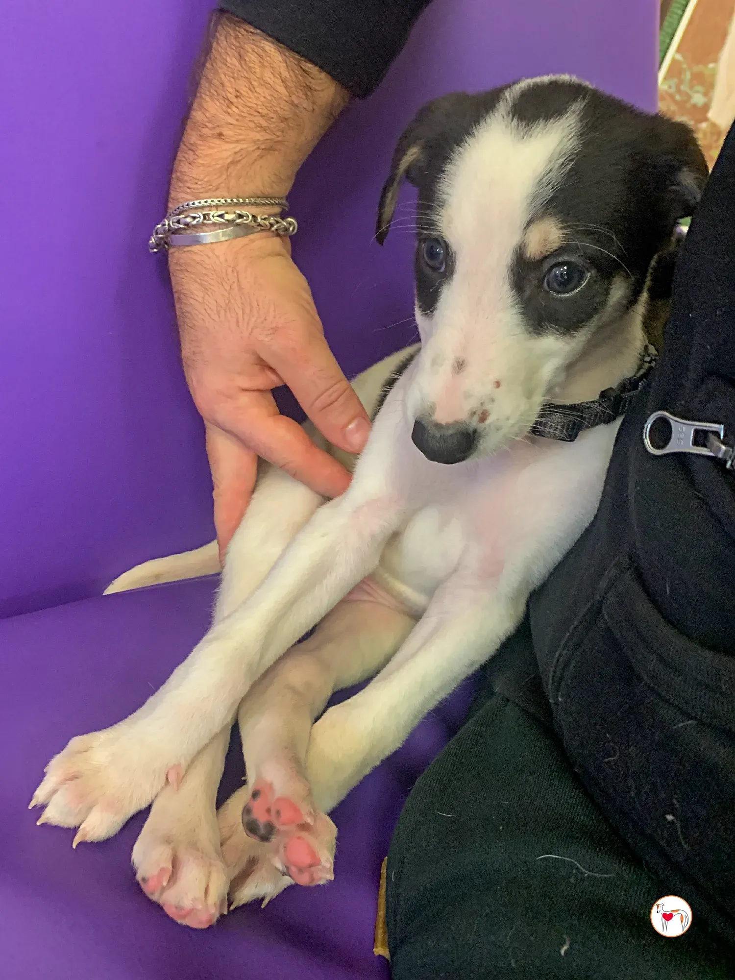 teddy grey cucciolo adozione 29