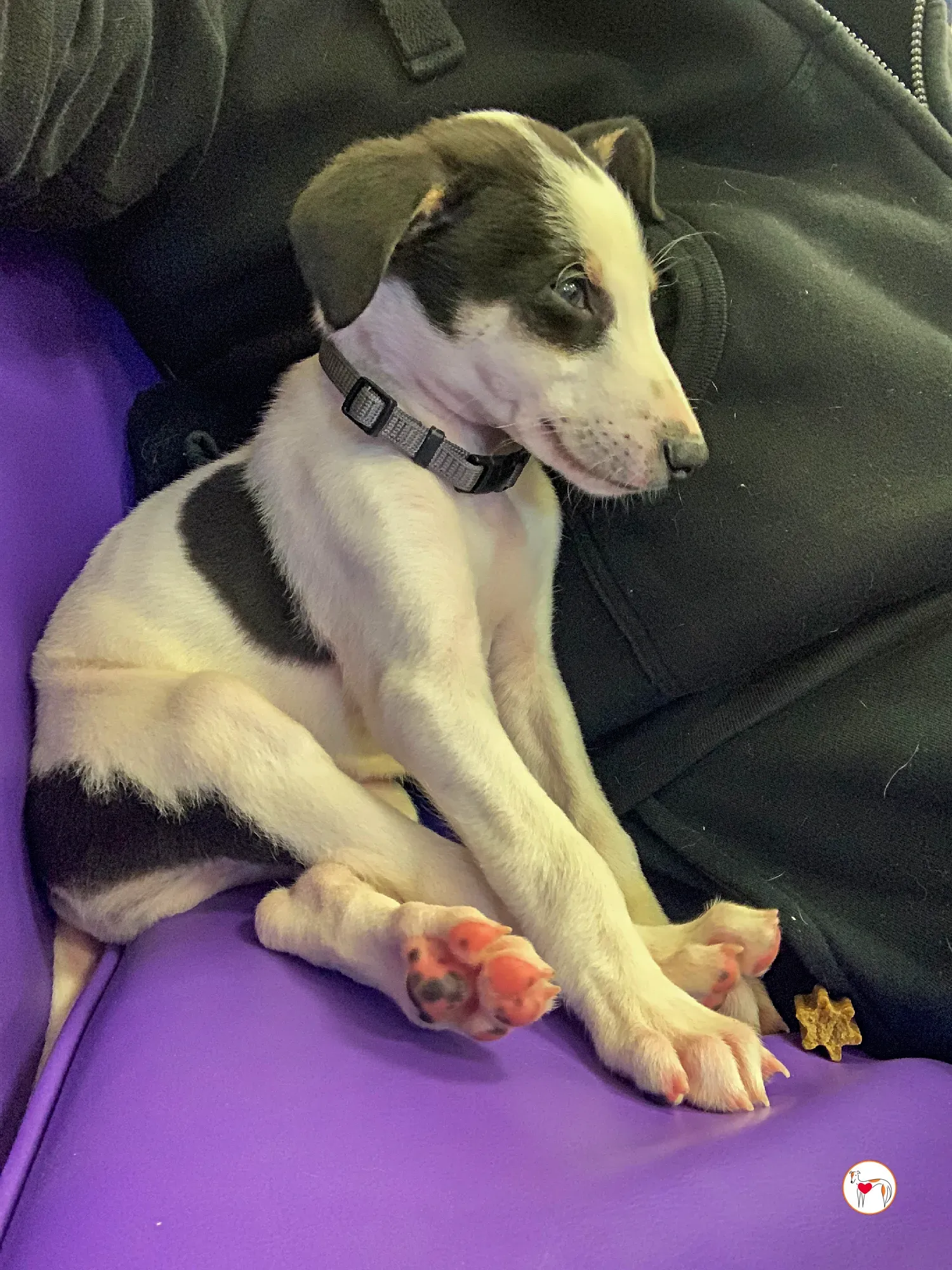 teddy grey cucciolo adozione 30