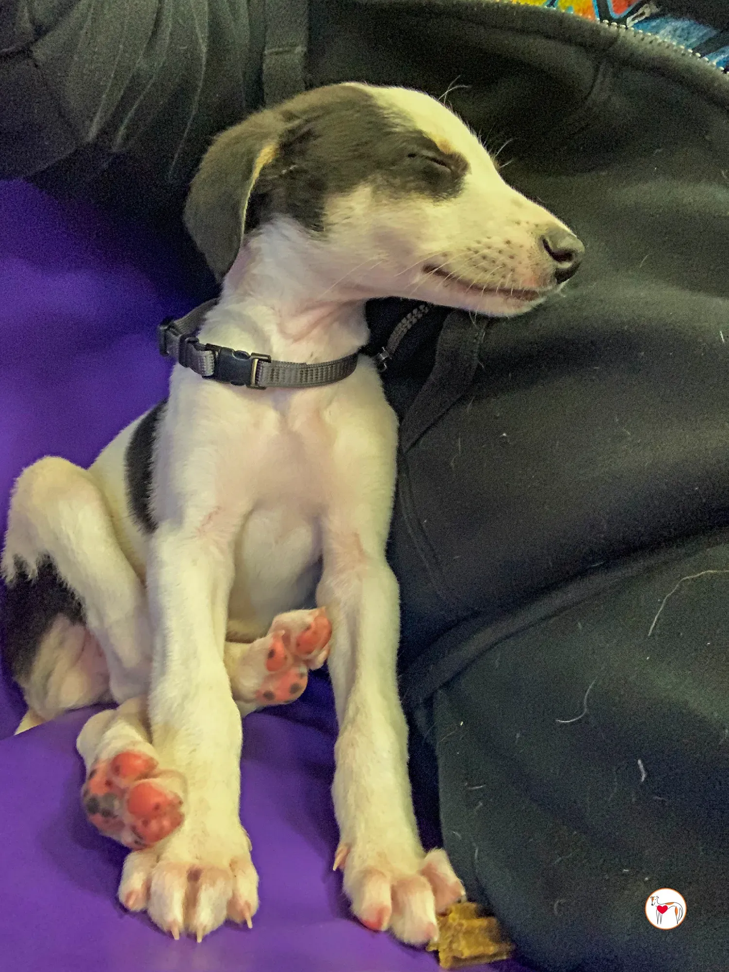 teddy grey cucciolo adozione 31