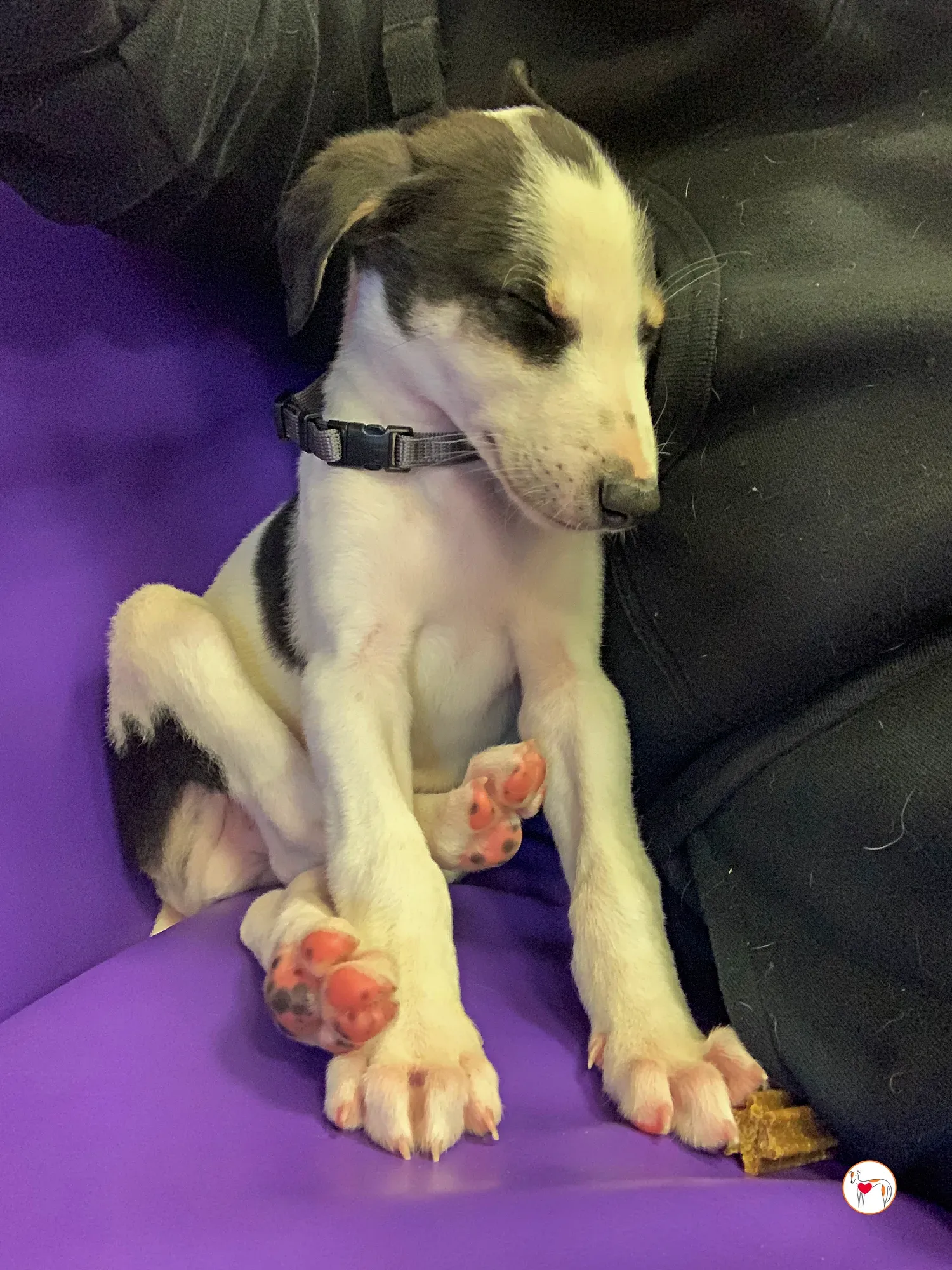 teddy grey cucciolo adozione 32