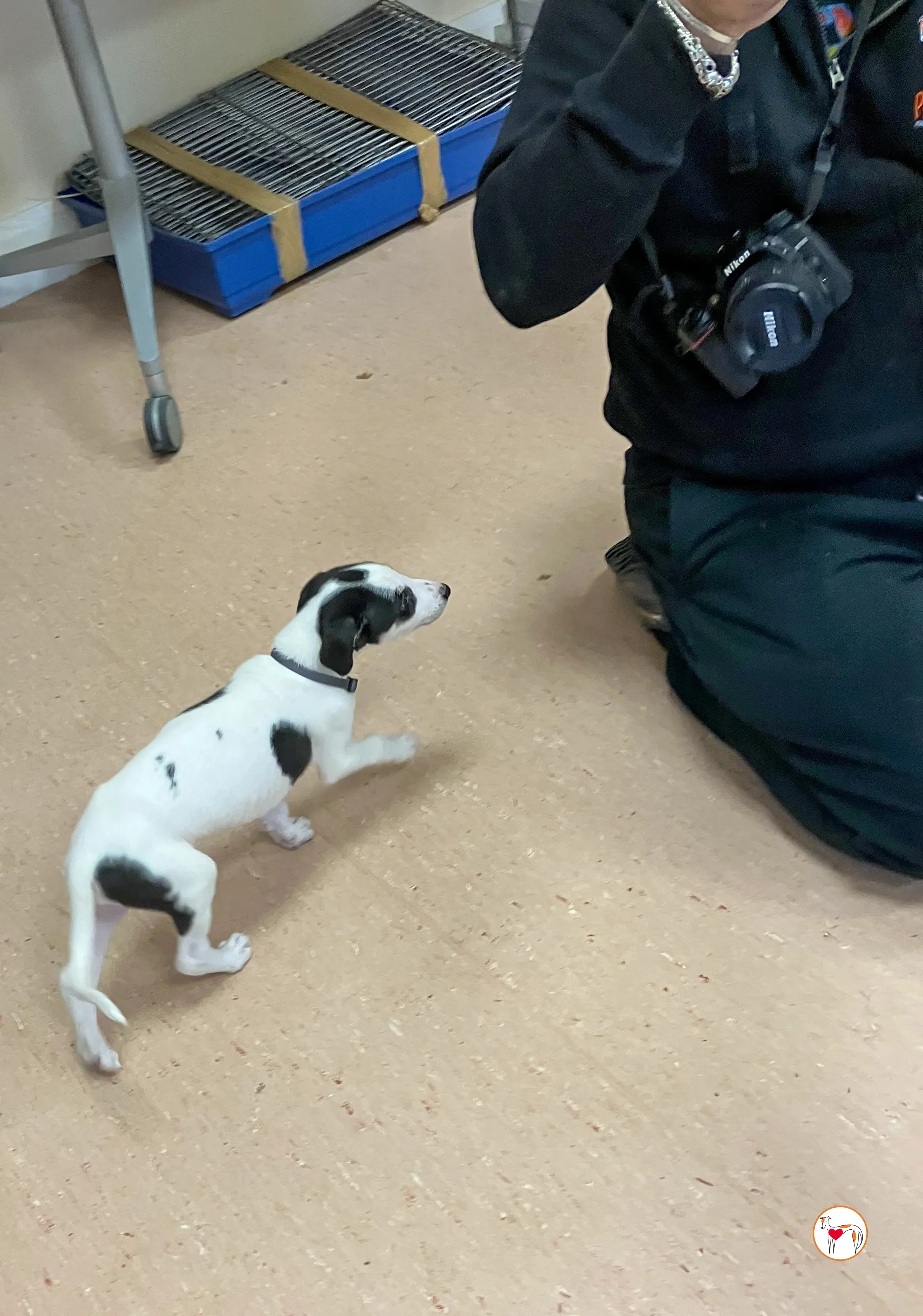 teddy grey cucciolo adozione 33