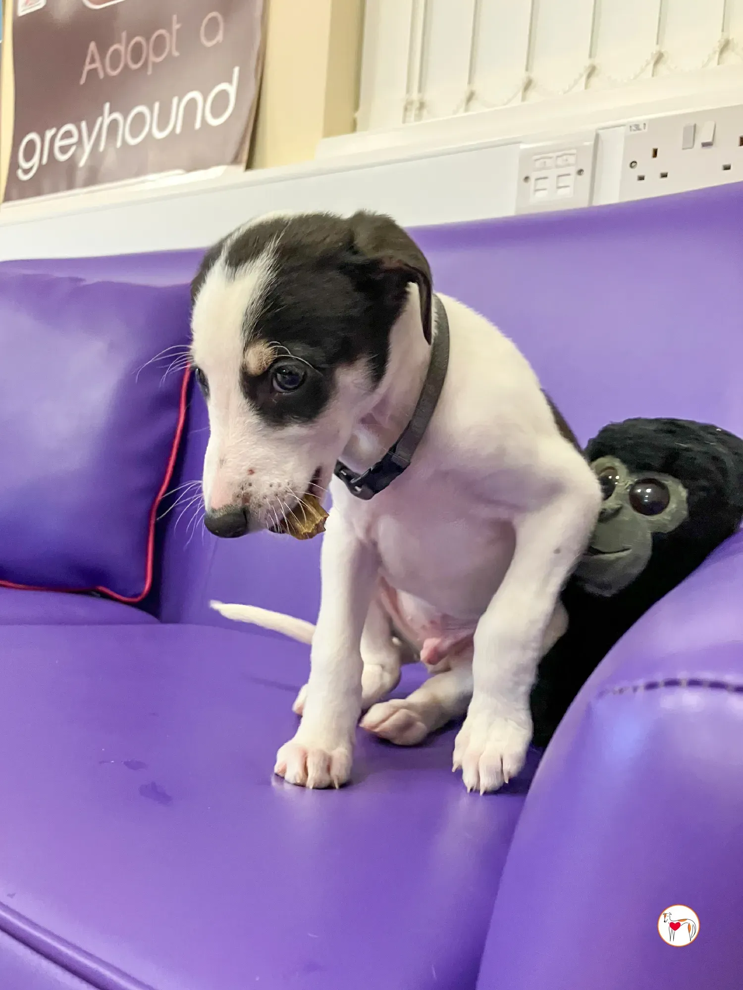 teddy grey cucciolo adozione 34