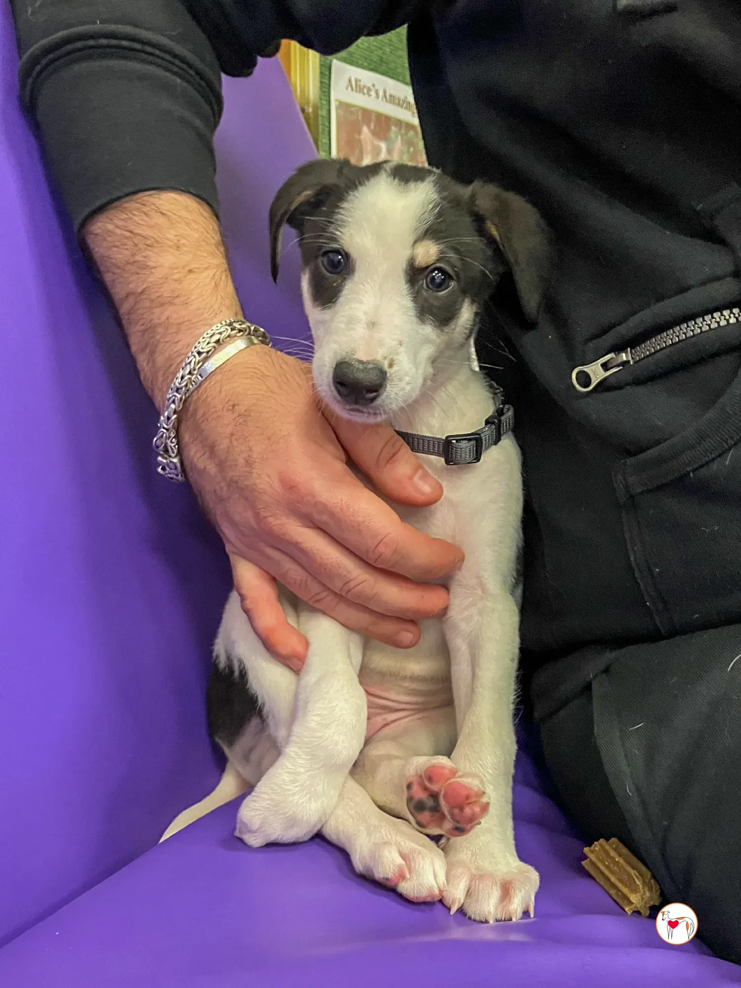 teddy grey cucciolo adozione 35