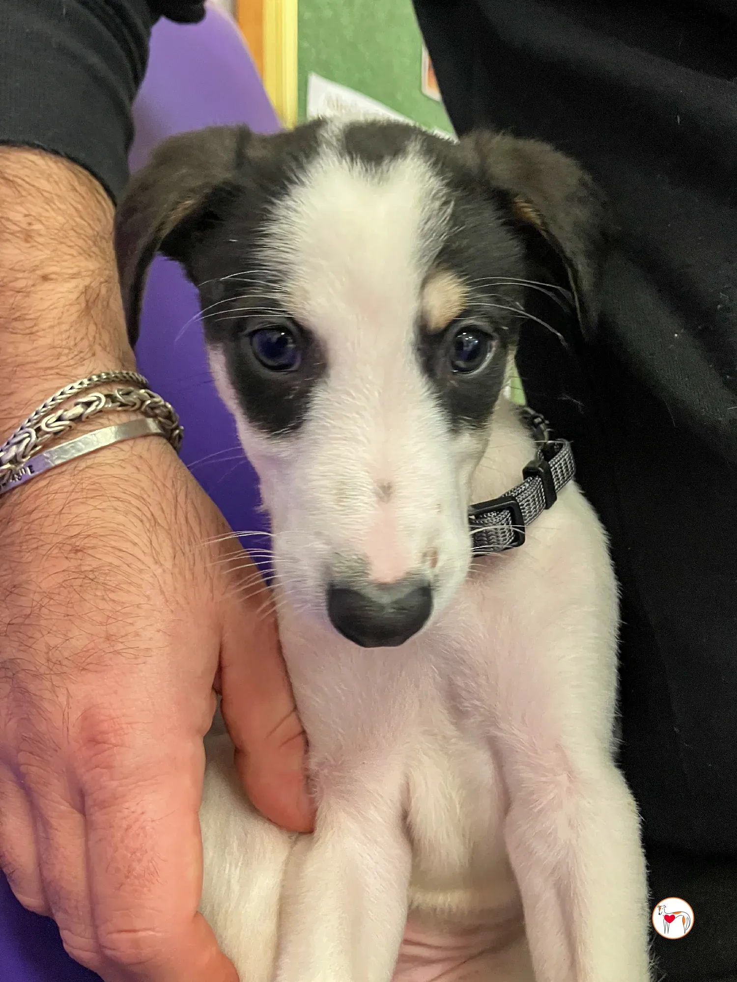 teddy grey cucciolo adozione 36