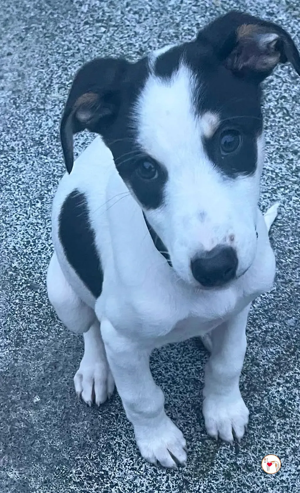 teddy grey cucciolo adozione 37