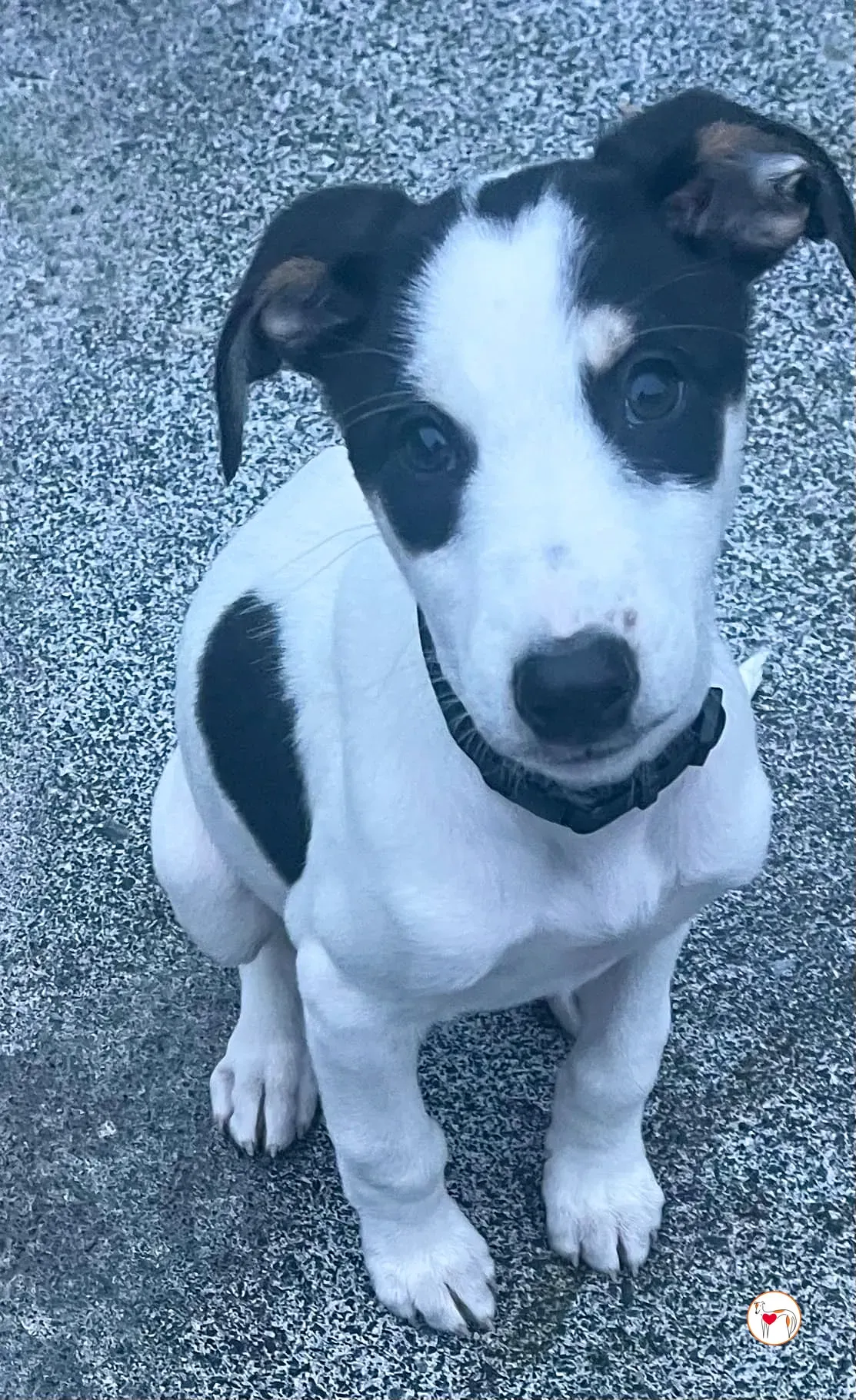 teddy grey cucciolo adozione 38