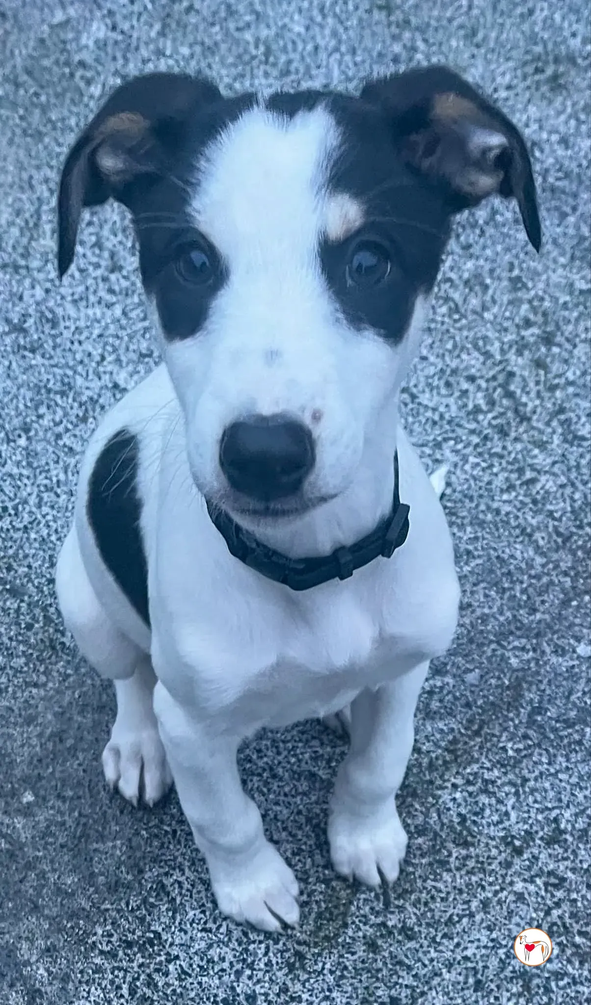 teddy grey cucciolo adozione 39