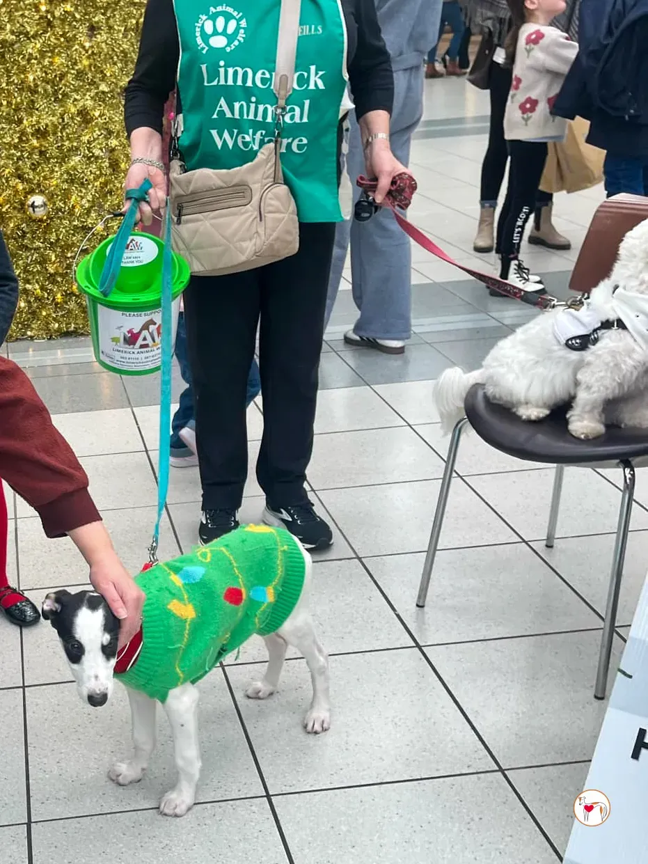 teddy grey cucciolo adozione 40