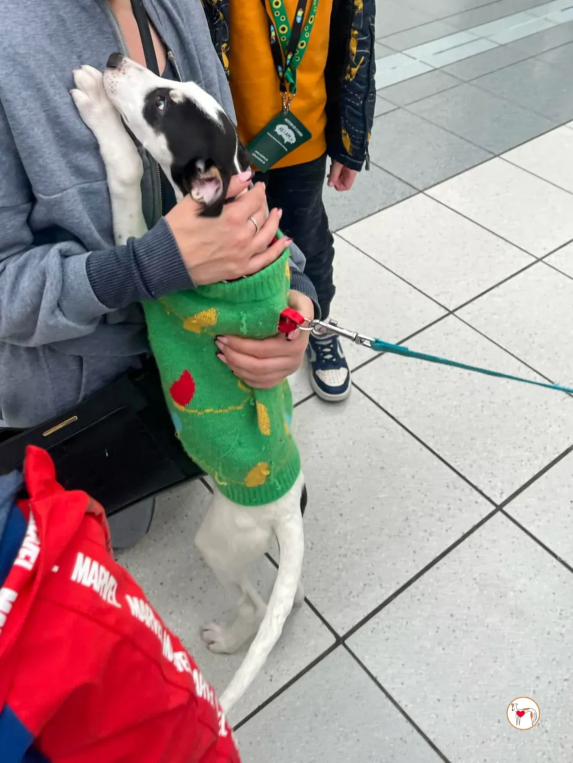 teddy grey cucciolo adozione 41