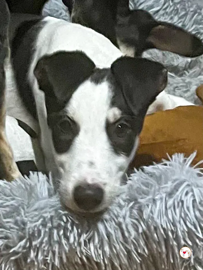 teddy grey cucciolo adozione 42