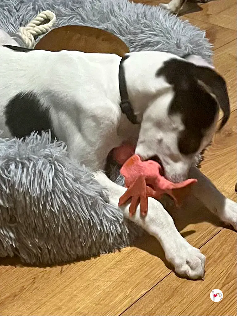 teddy grey cucciolo adozione 43