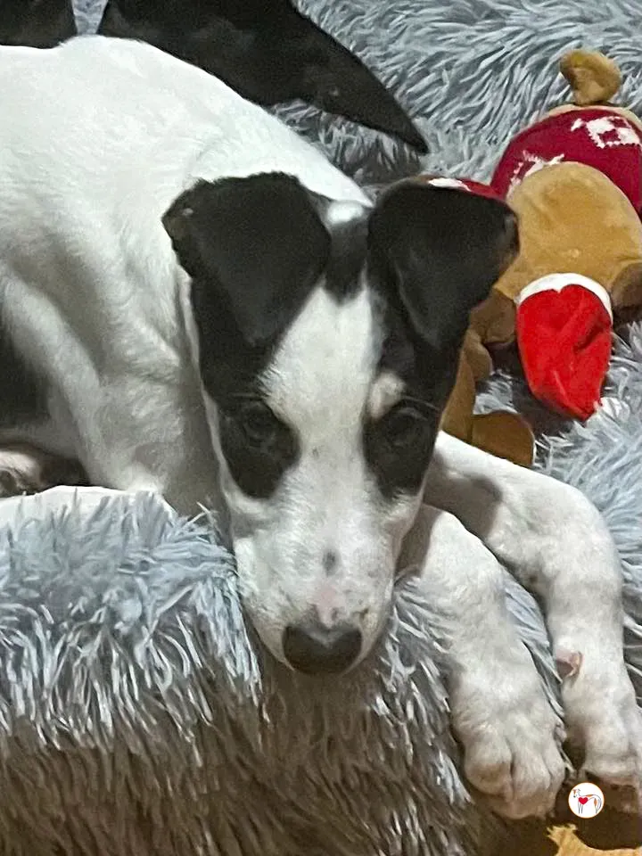 teddy grey cucciolo adozione 44