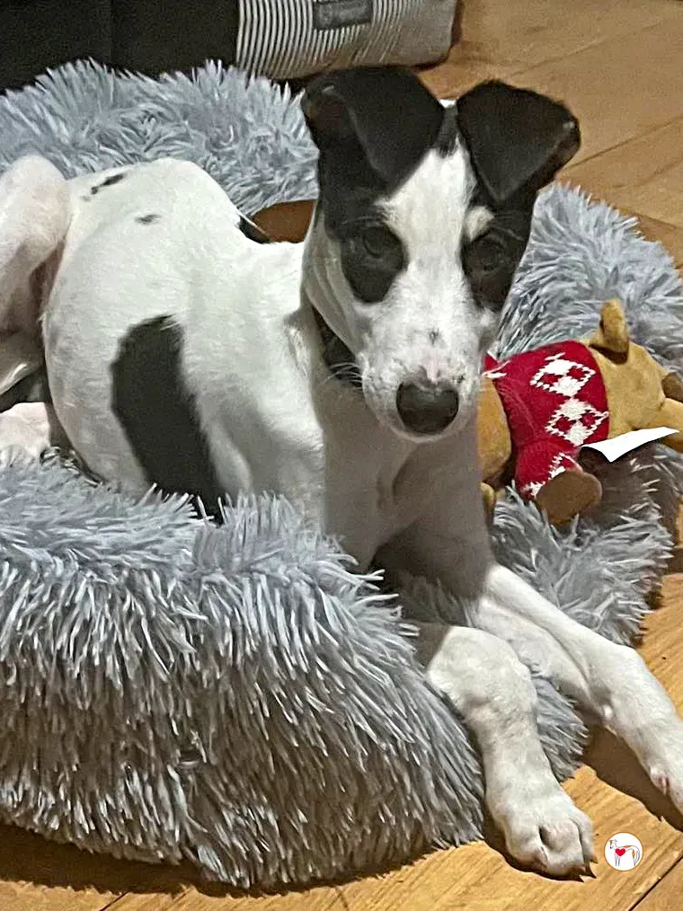 teddy grey cucciolo adozione 45