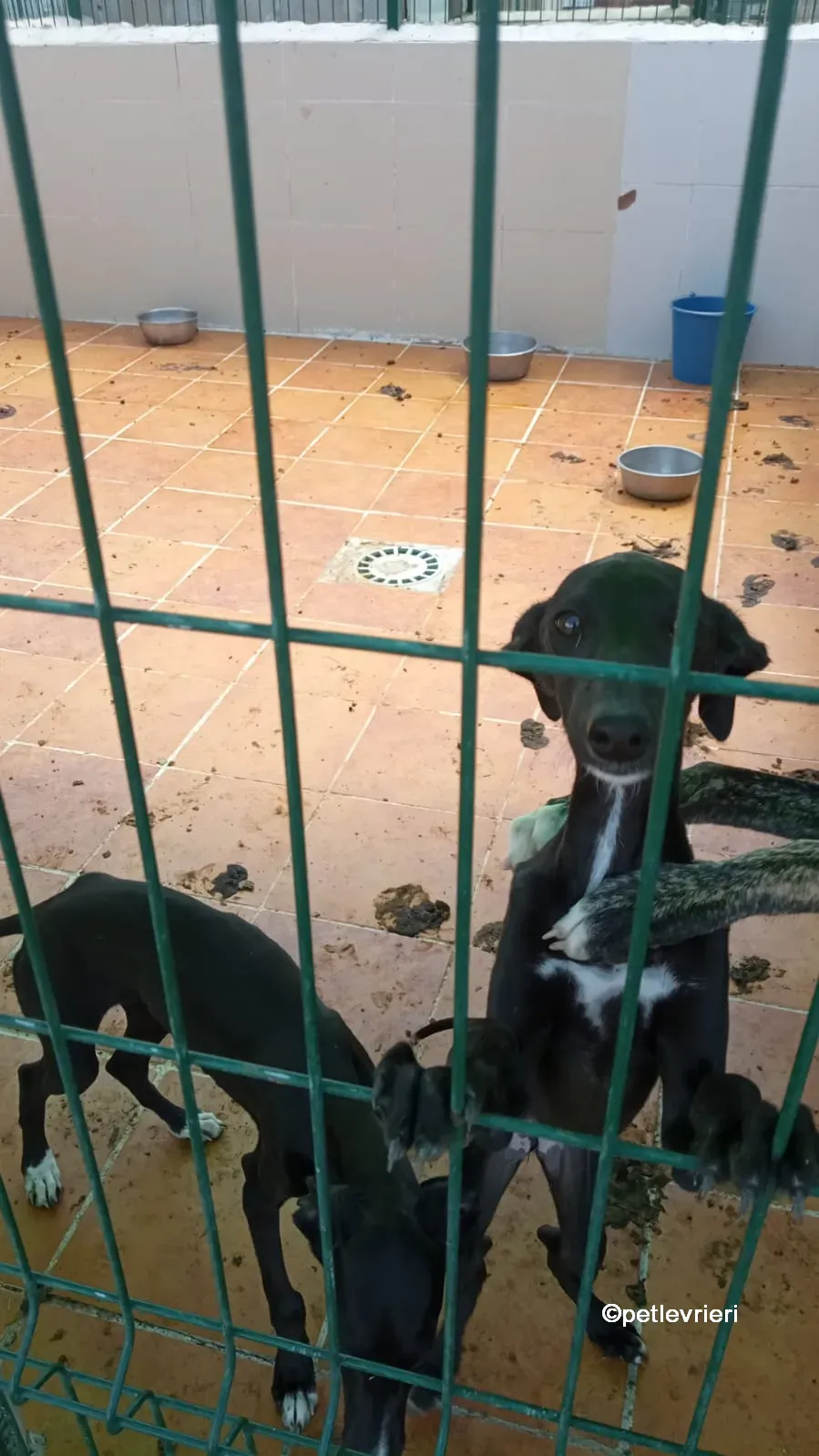 tepee galgo adozione pet levrieri 01