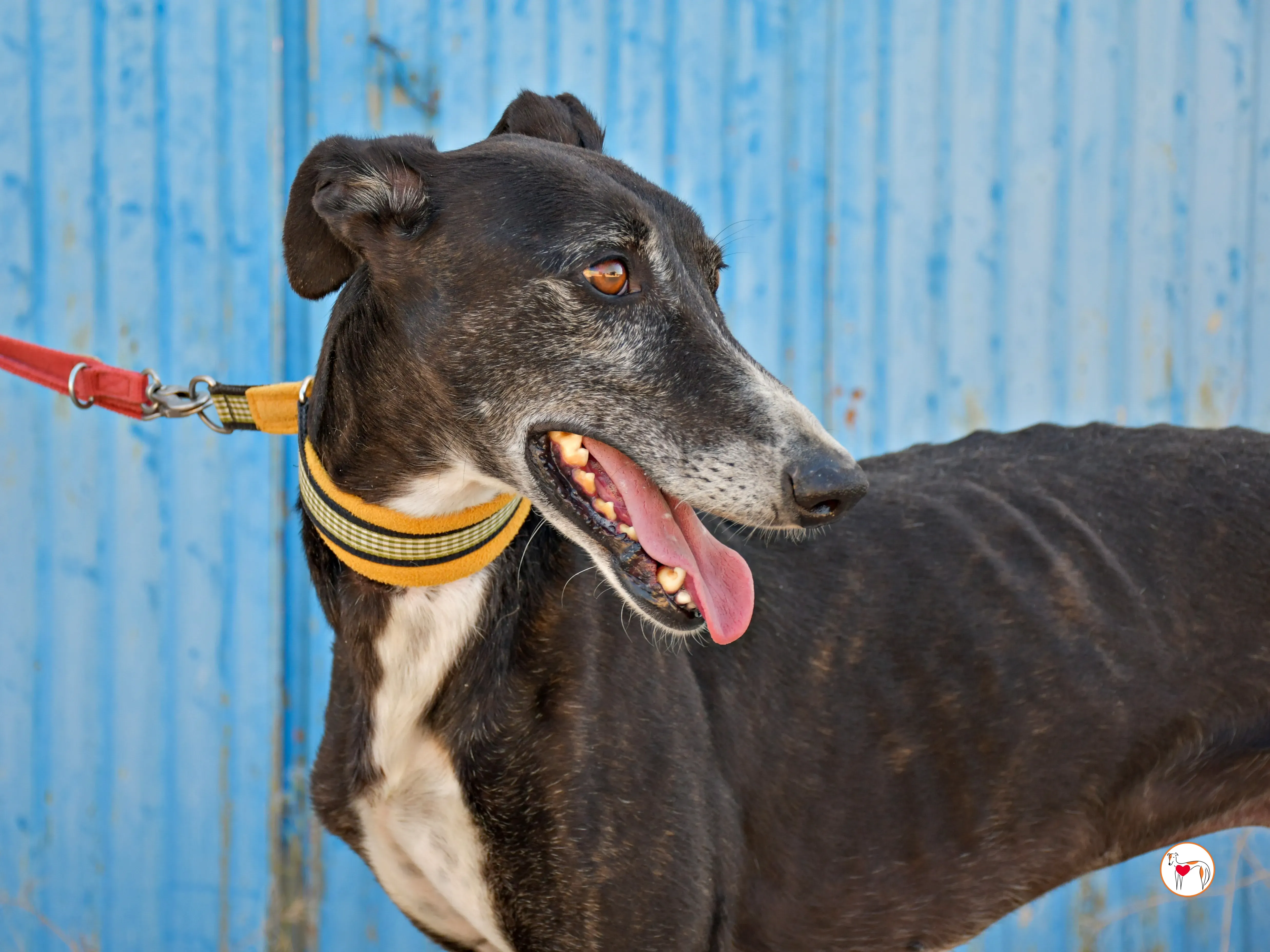 terence galgo adozione 01