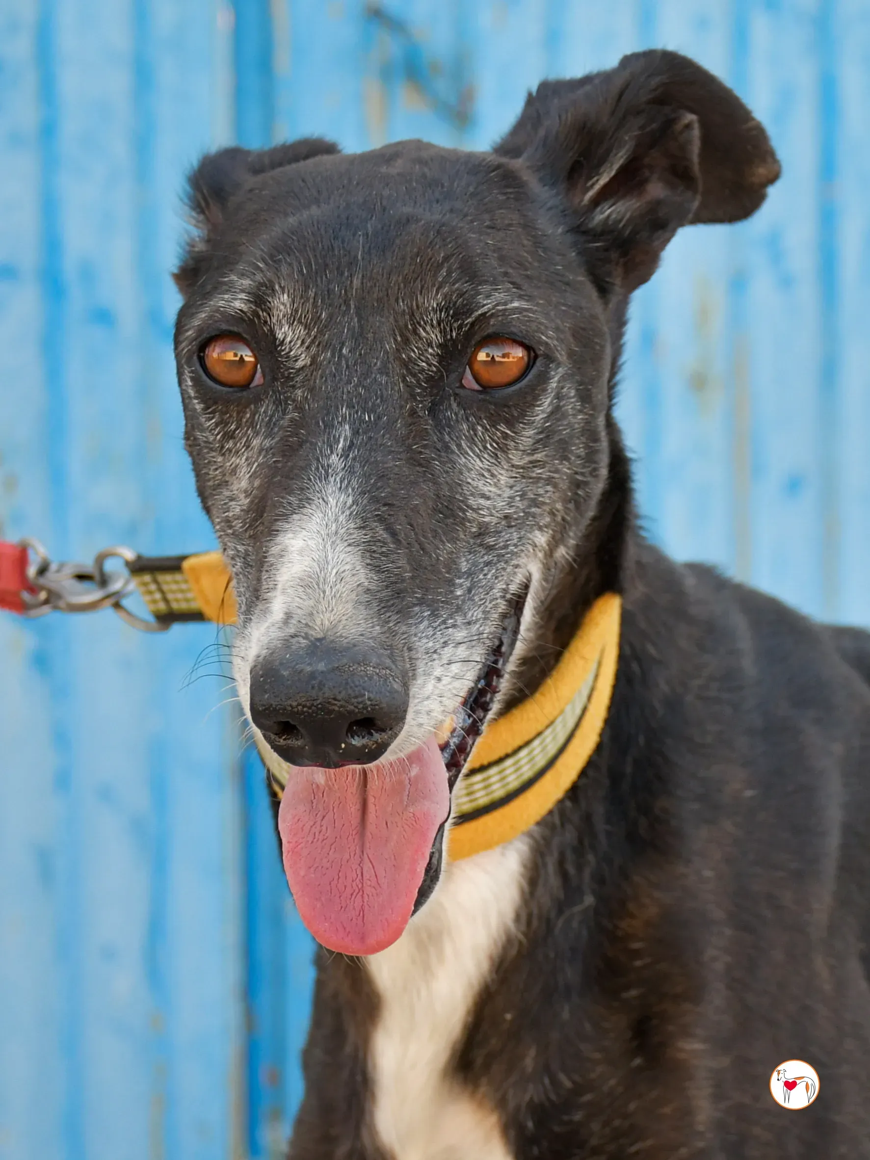 terence galgo adozione 02