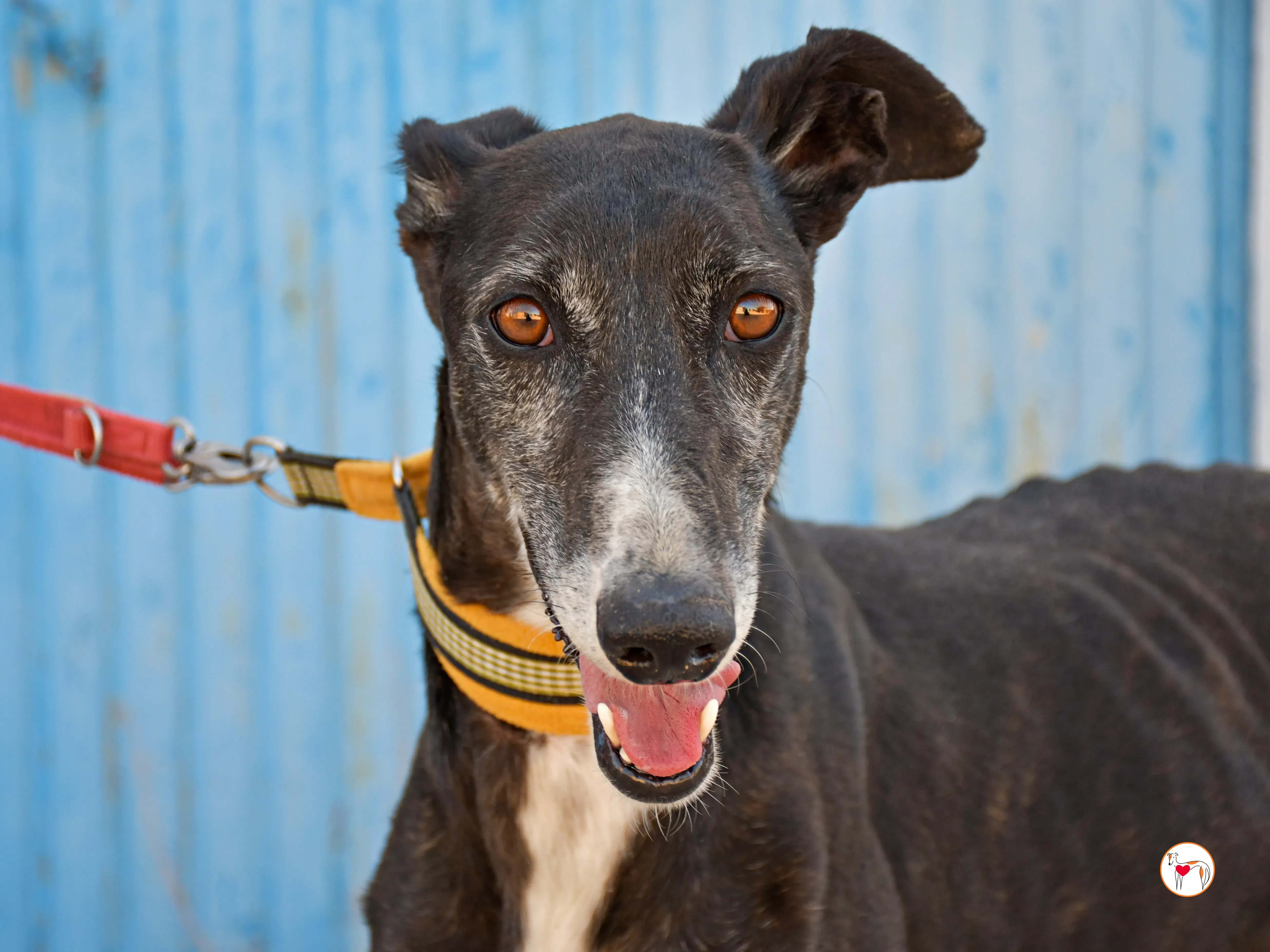 terence galgo adozione 03