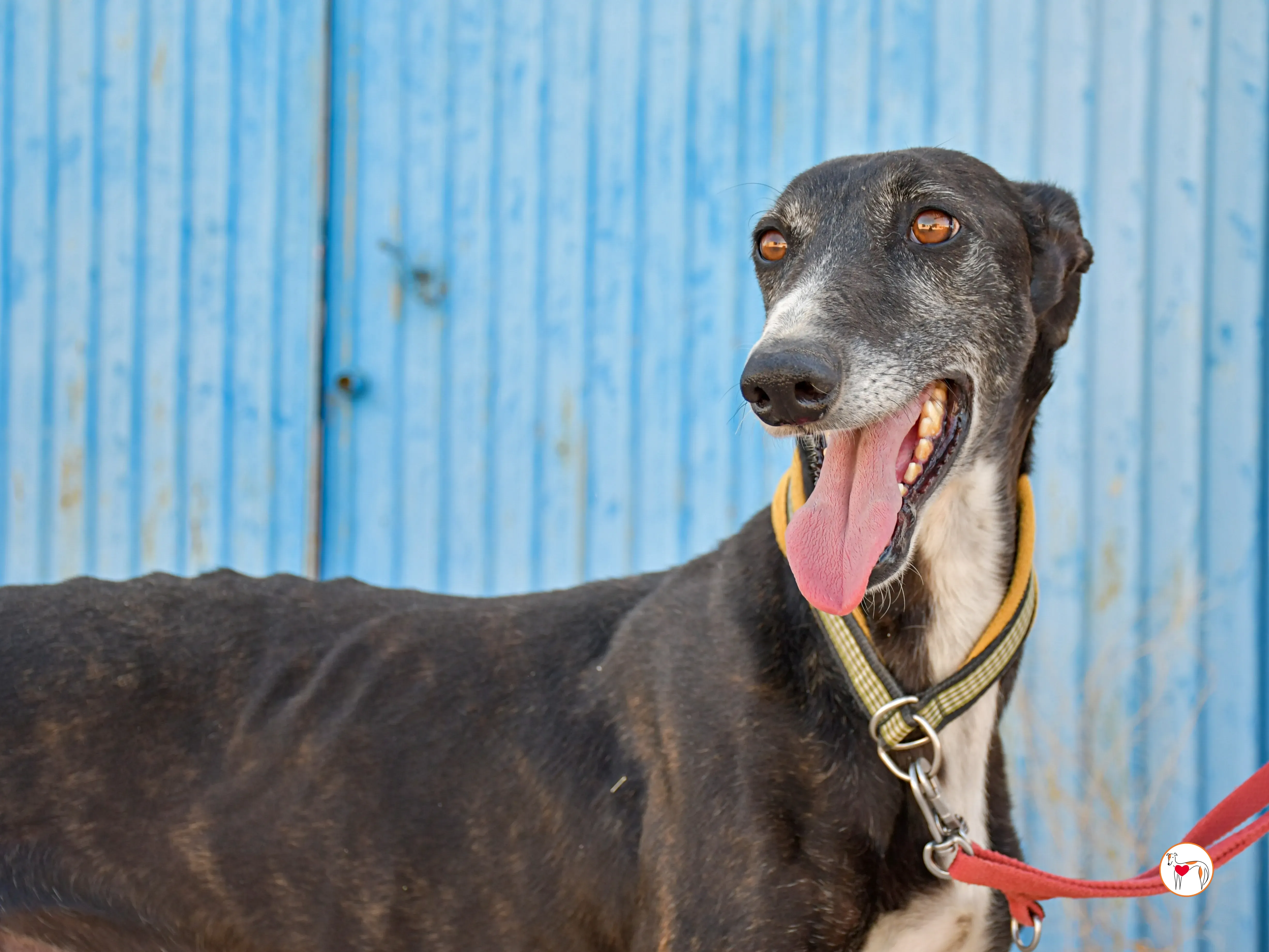 terence galgo adozione 04