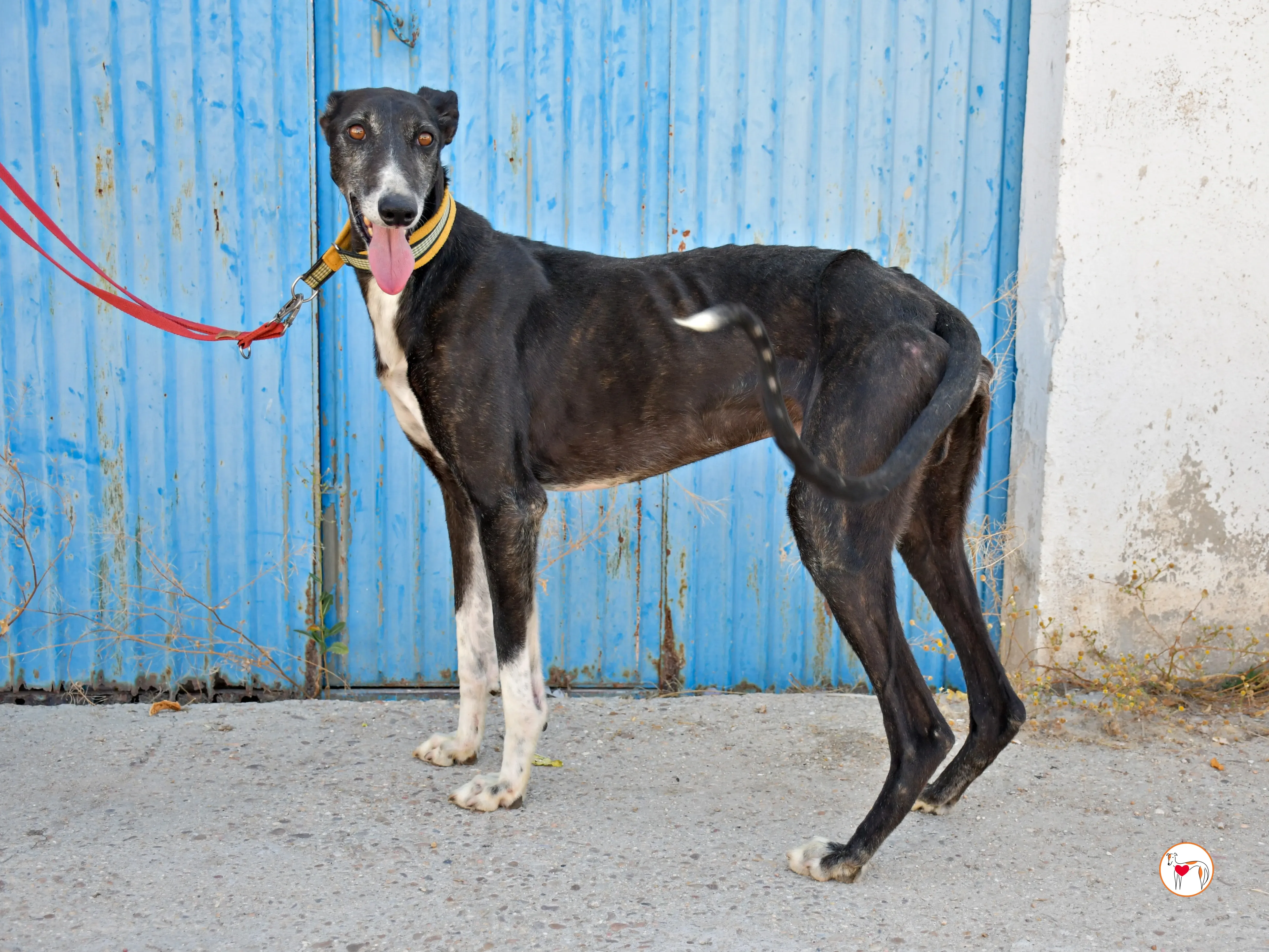 terence galgo adozione 05
