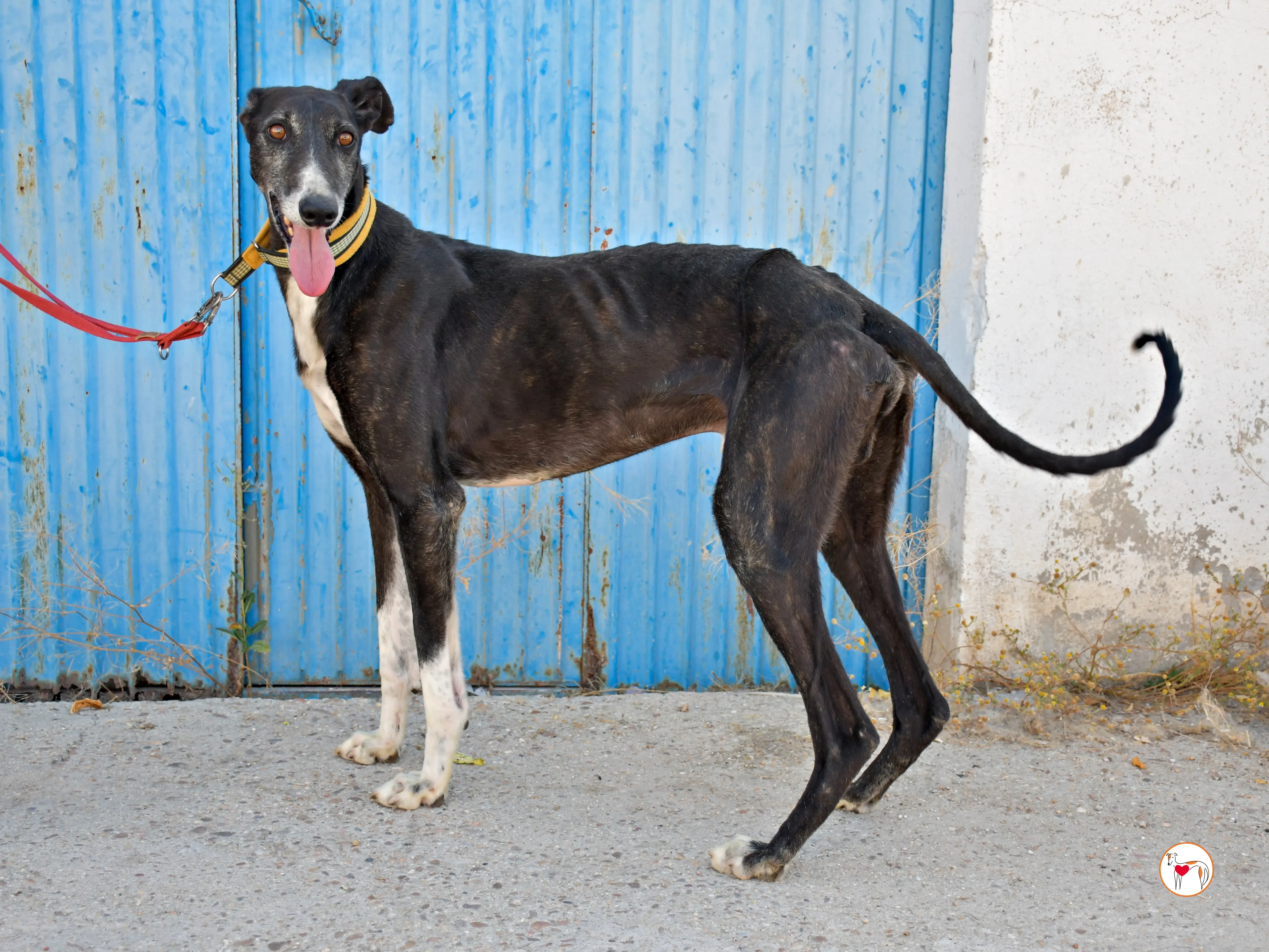 terence galgo adozione 06