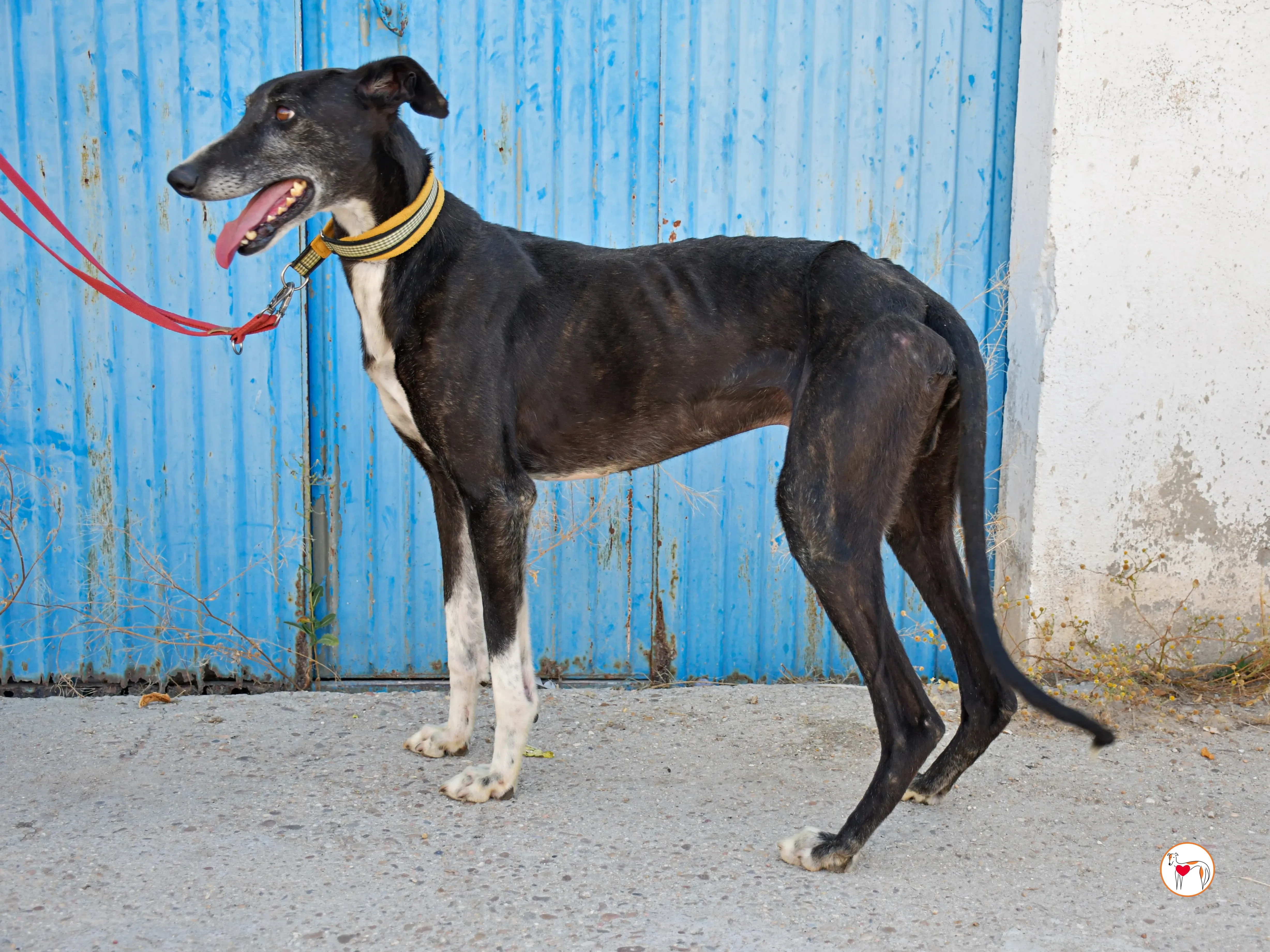 terence galgo adozione 07