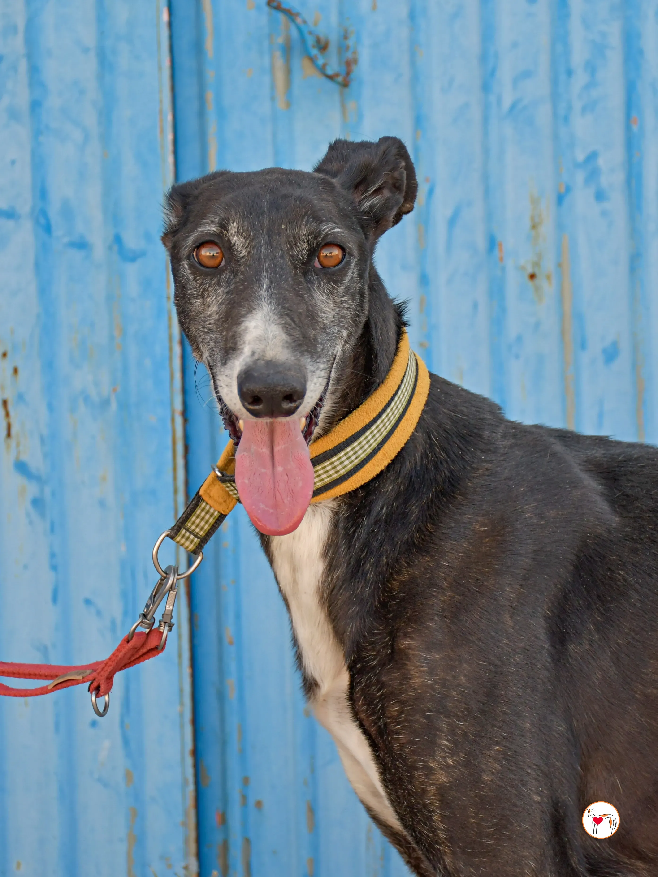 terence galgo adozione 08