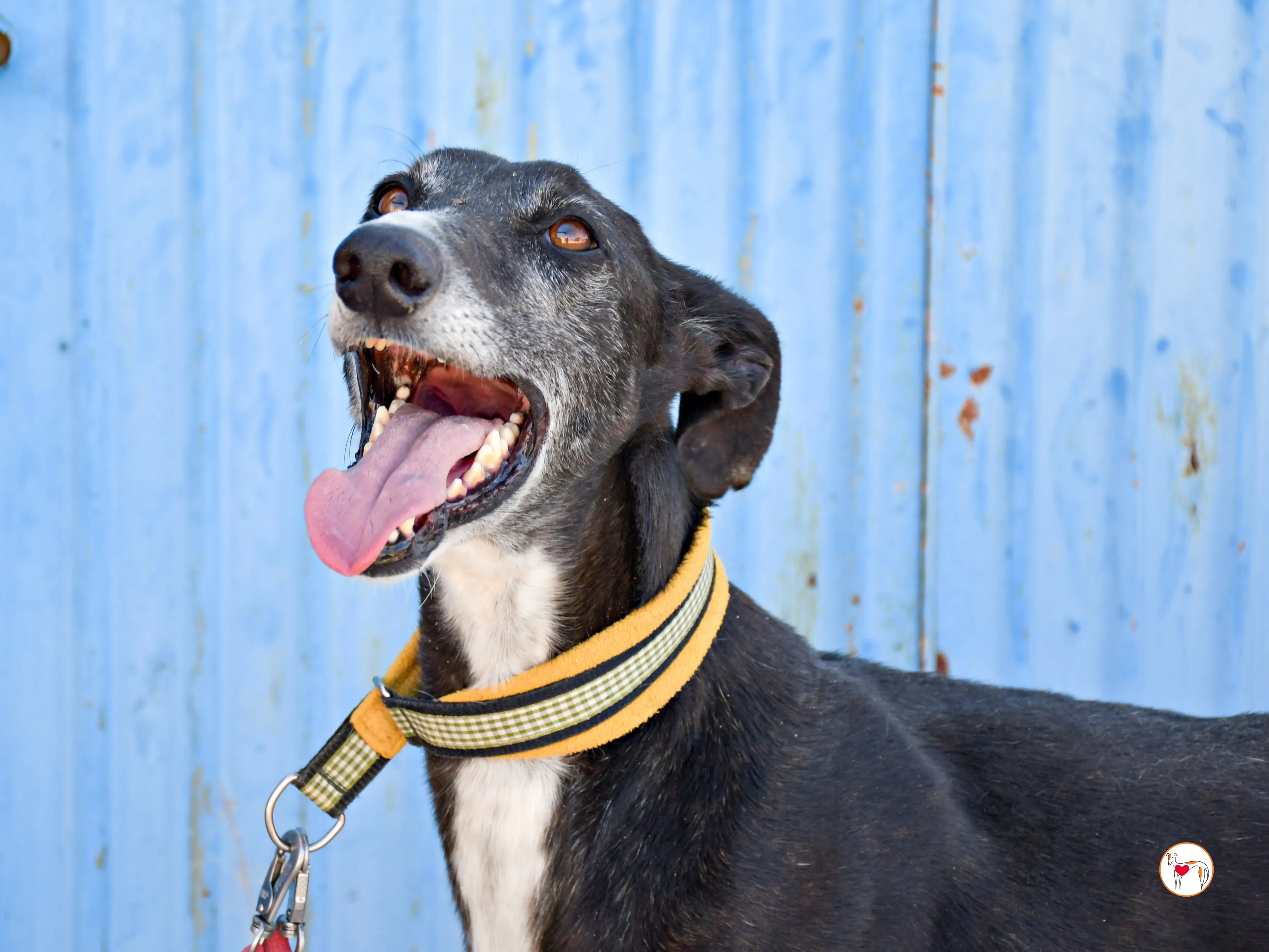 terence galgo adozione 09