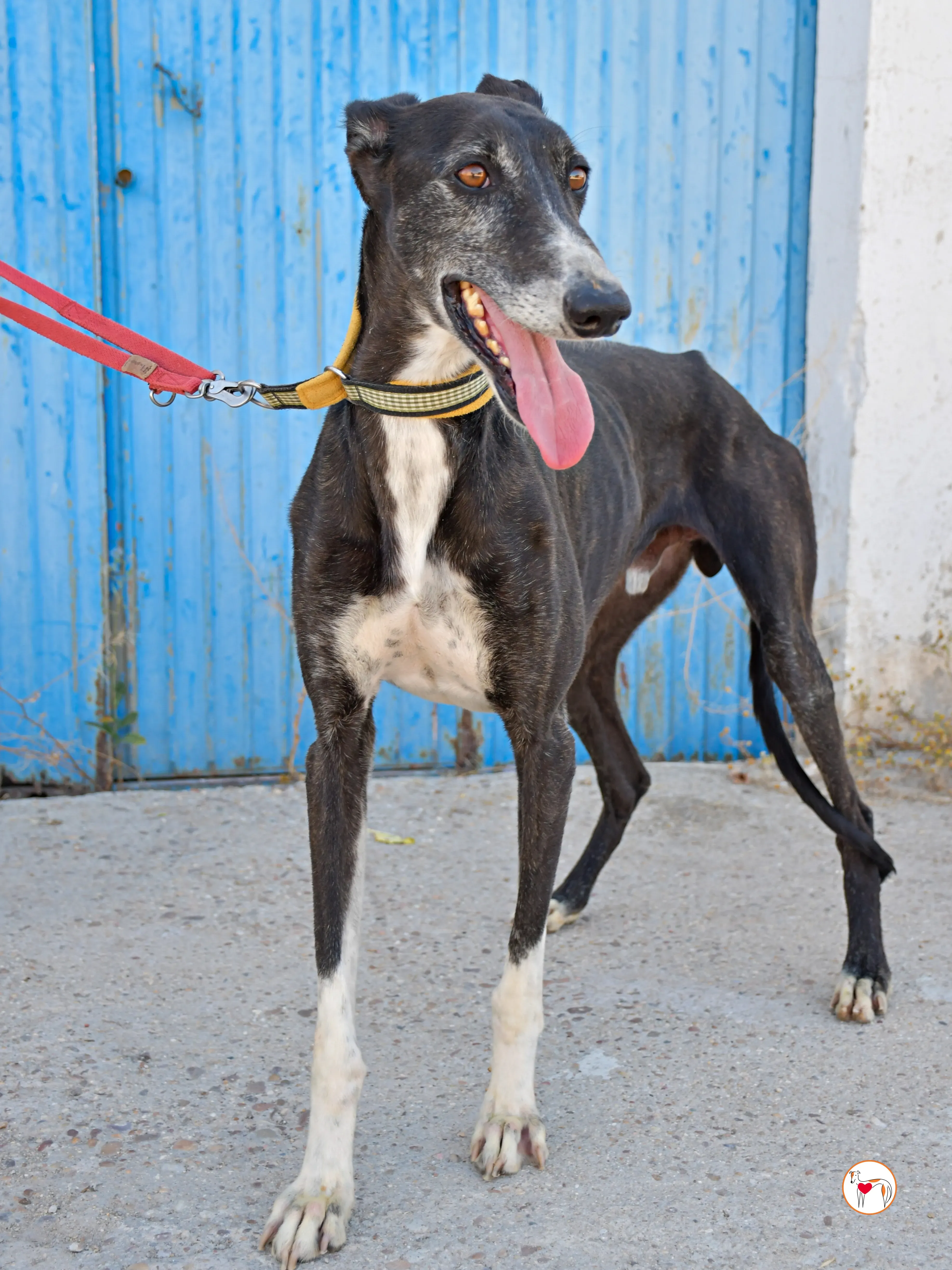 terence galgo adozione 10