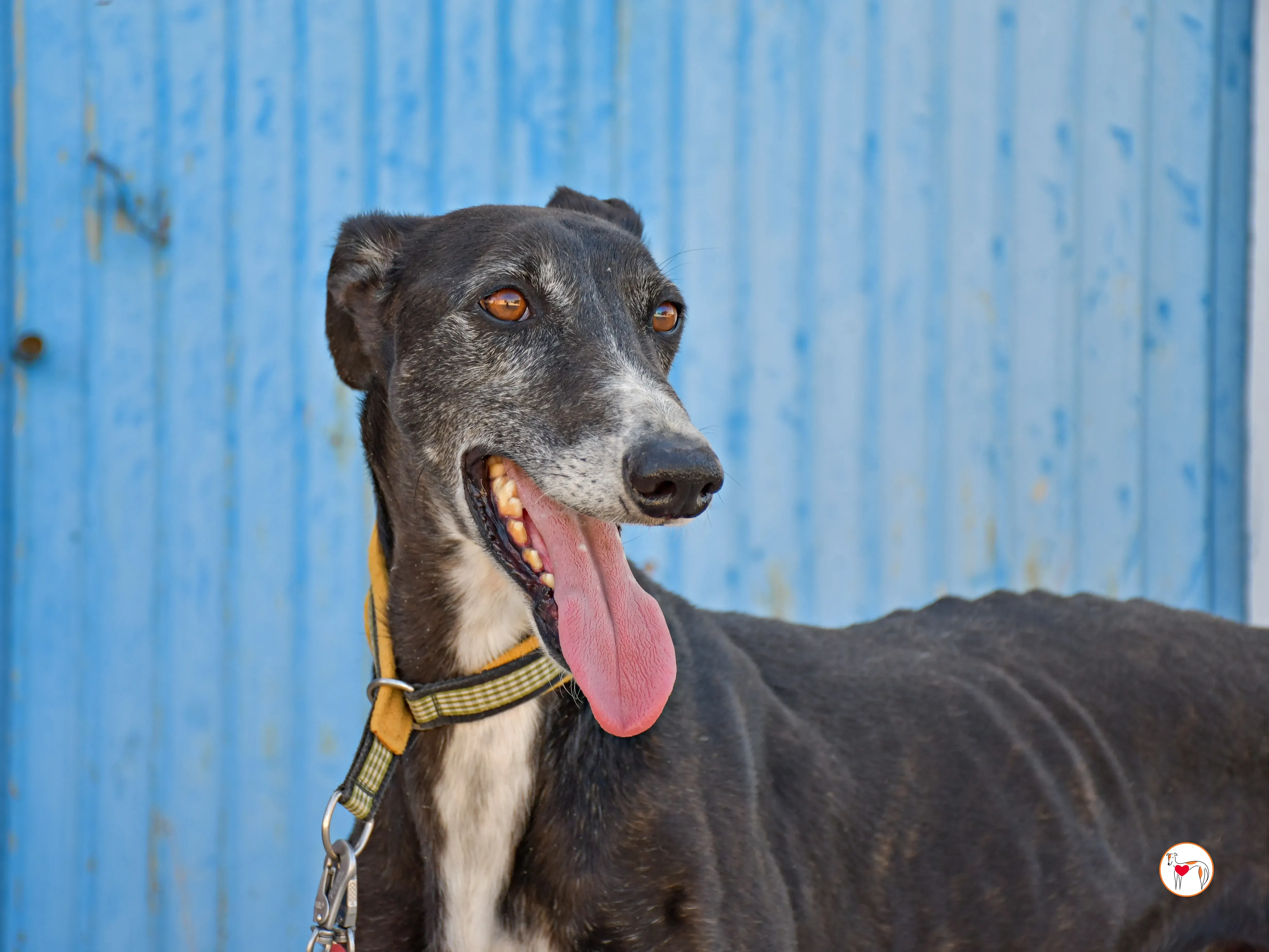 terence galgo adozione 11