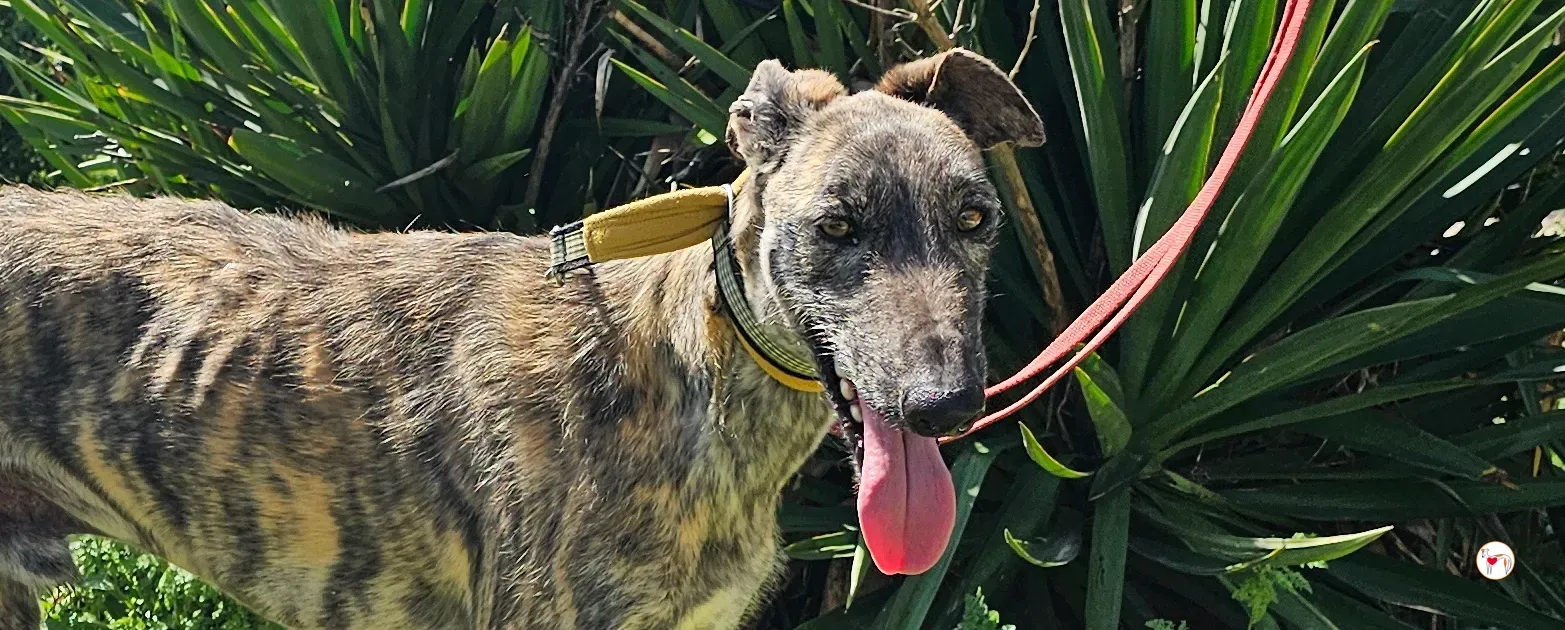 teseo galgo adozione 00 a copertina