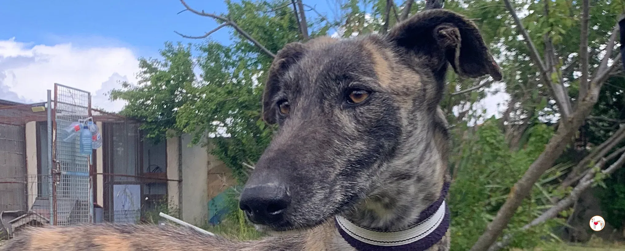 teseo galgo adozione 00 b copertina