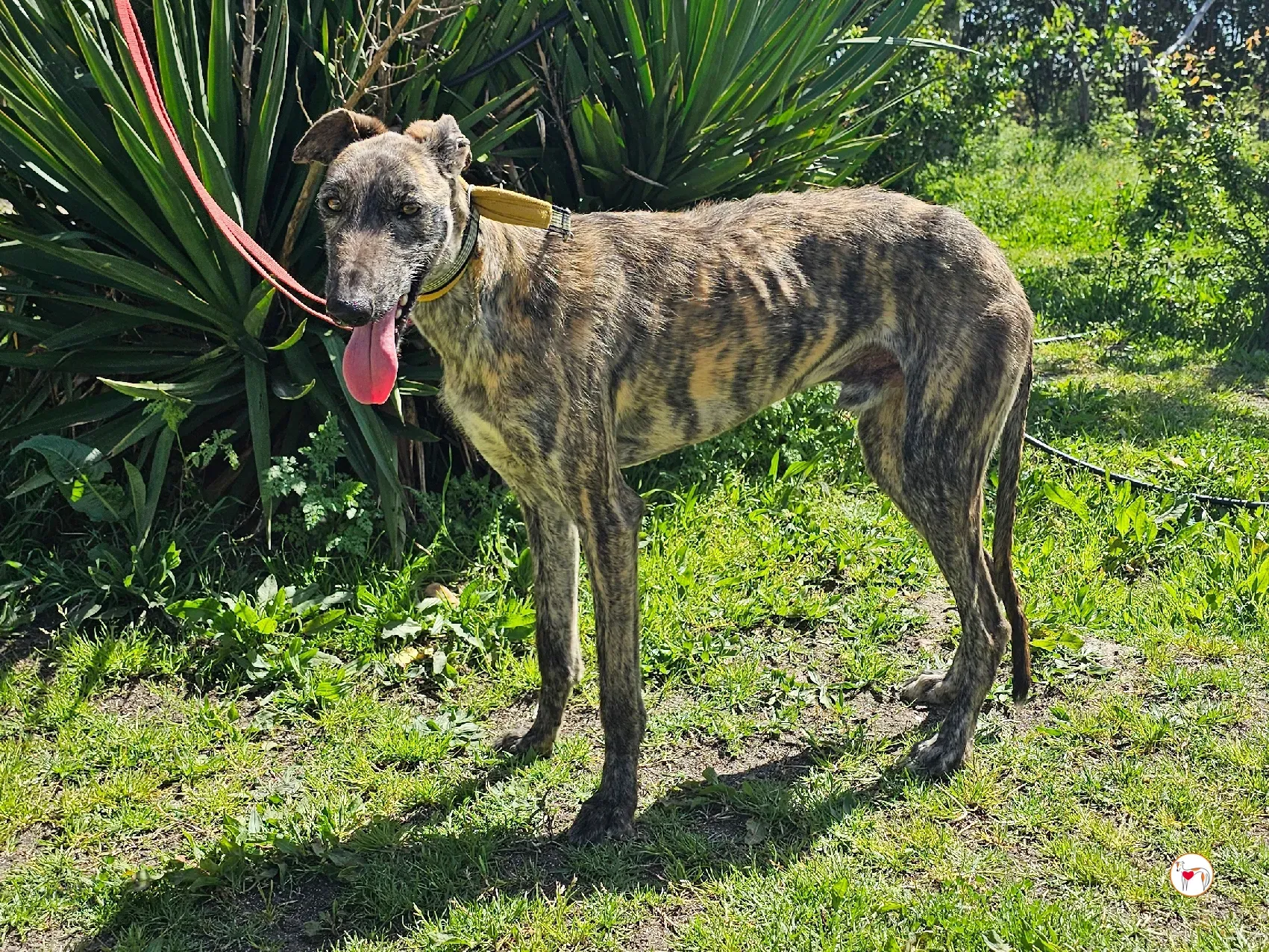 teseo galgo adozione 01 1