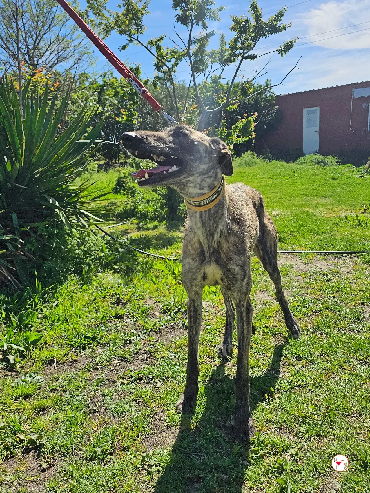 teseo galgo adozione 03 1