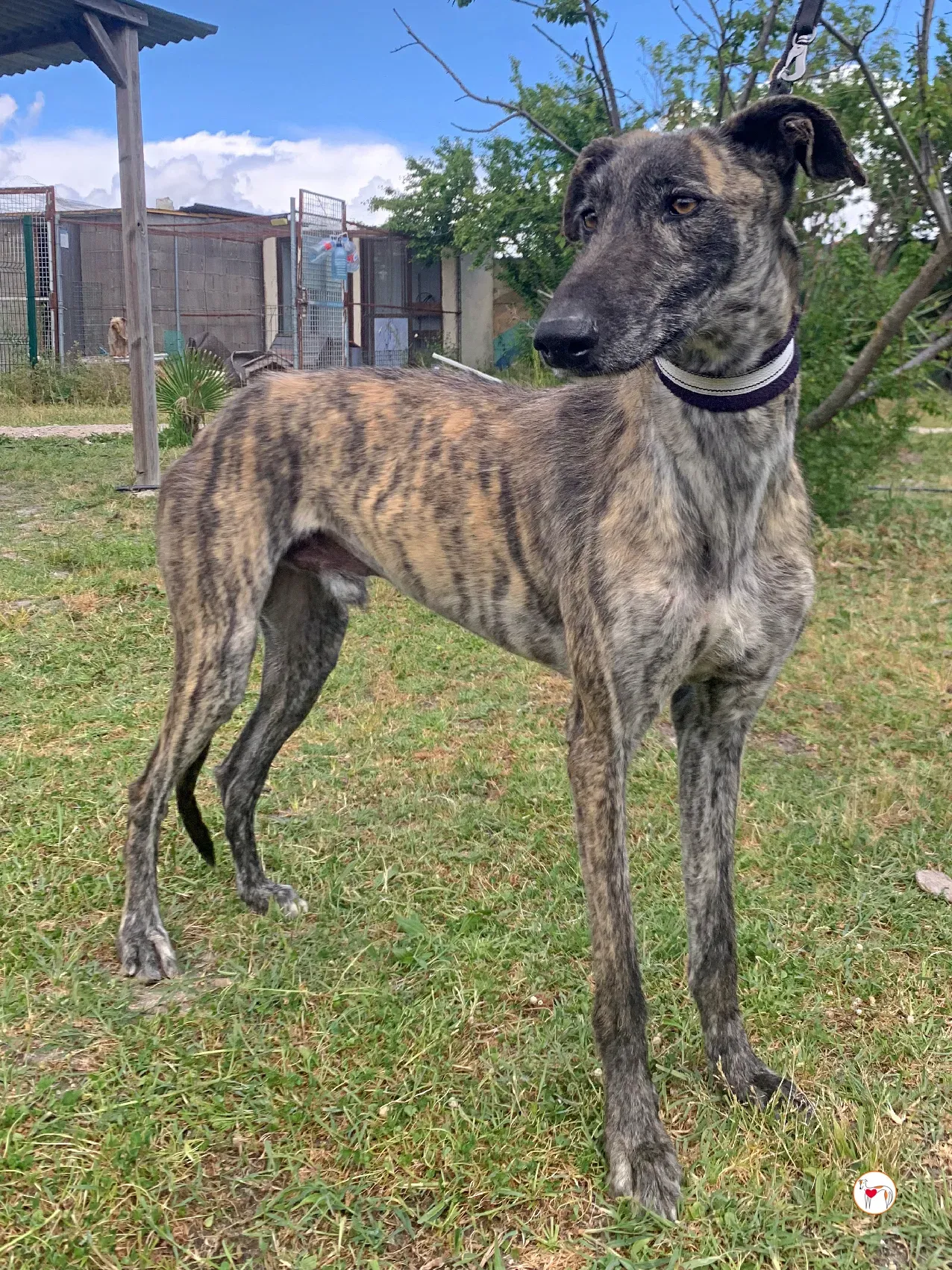 teseo galgo adozione 04 1