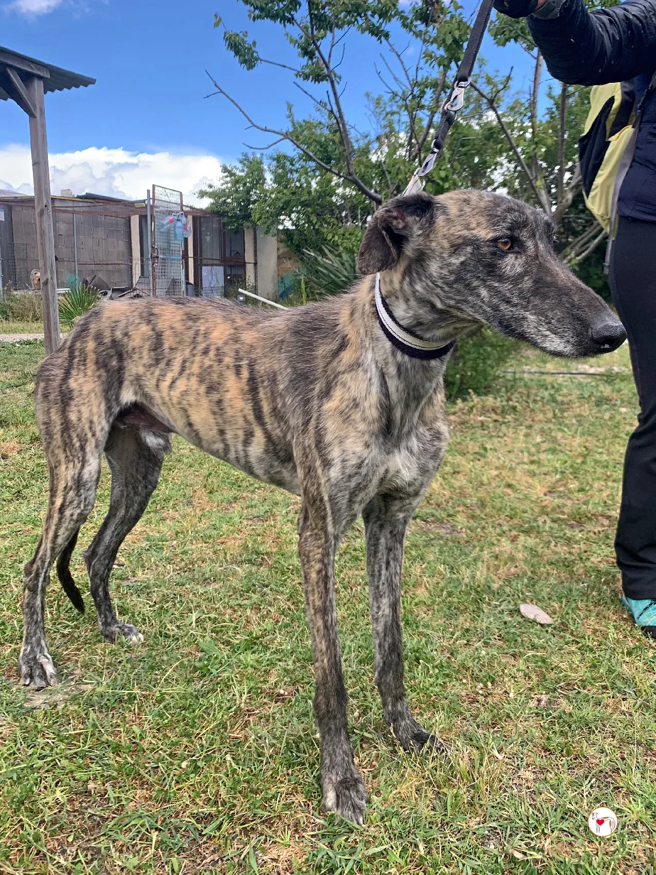 teseo galgo adozione 05 1